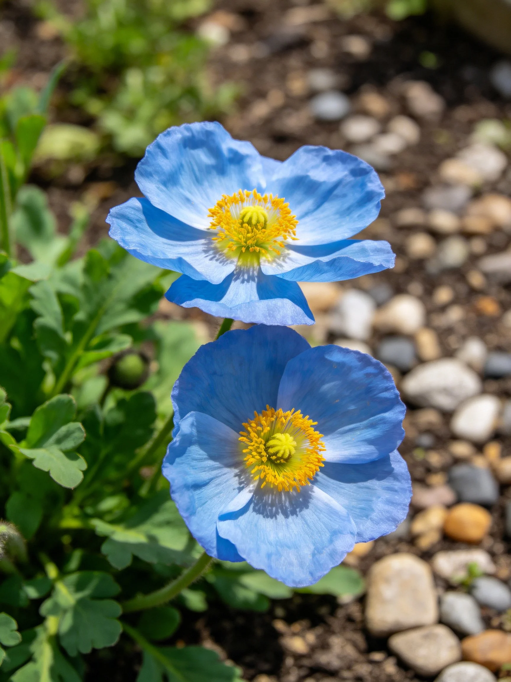 Two bright blue flowers with yellow centers near gravel and soil