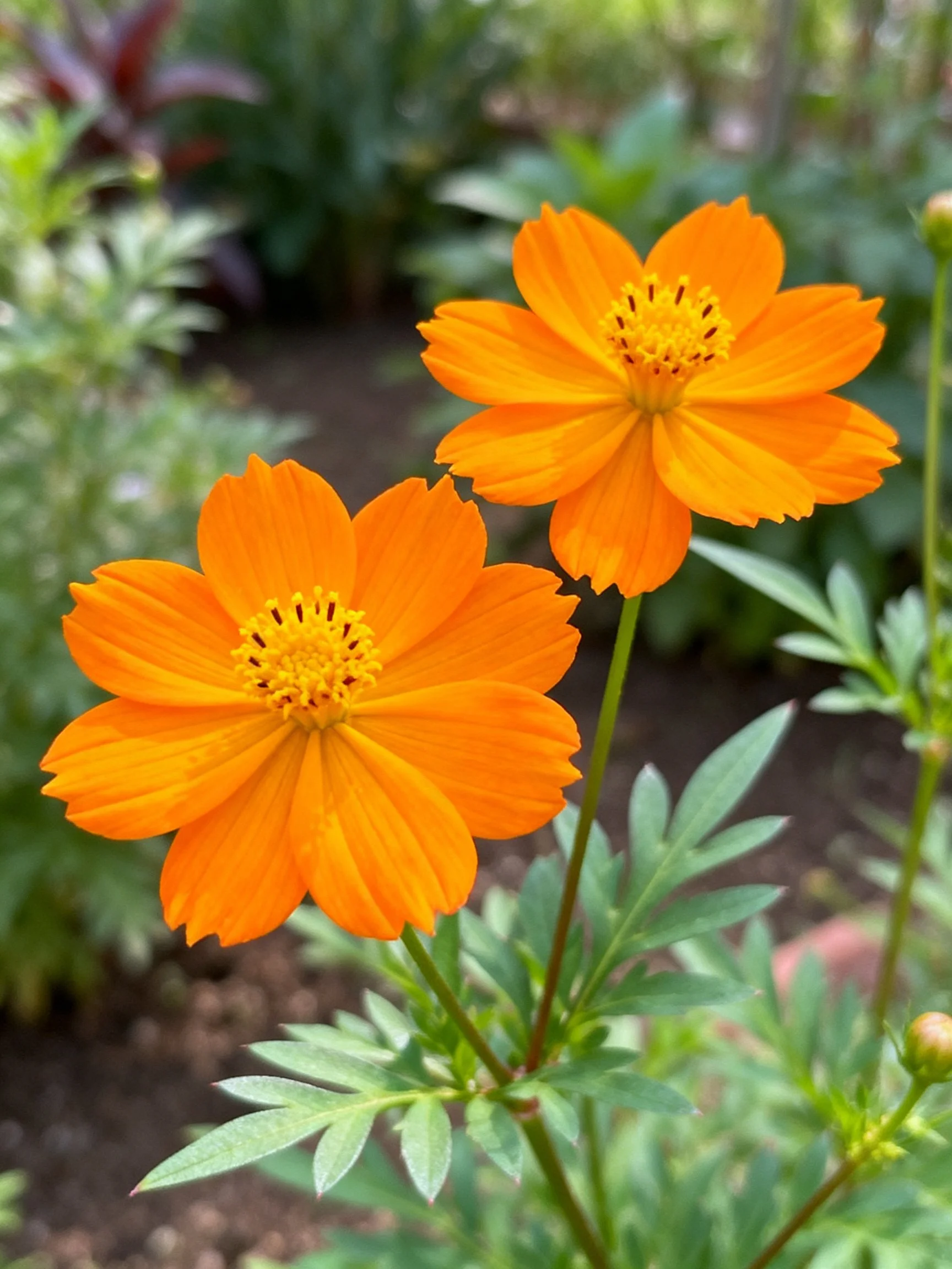 Two bright orange cosmos flowers among green foliage in a garden