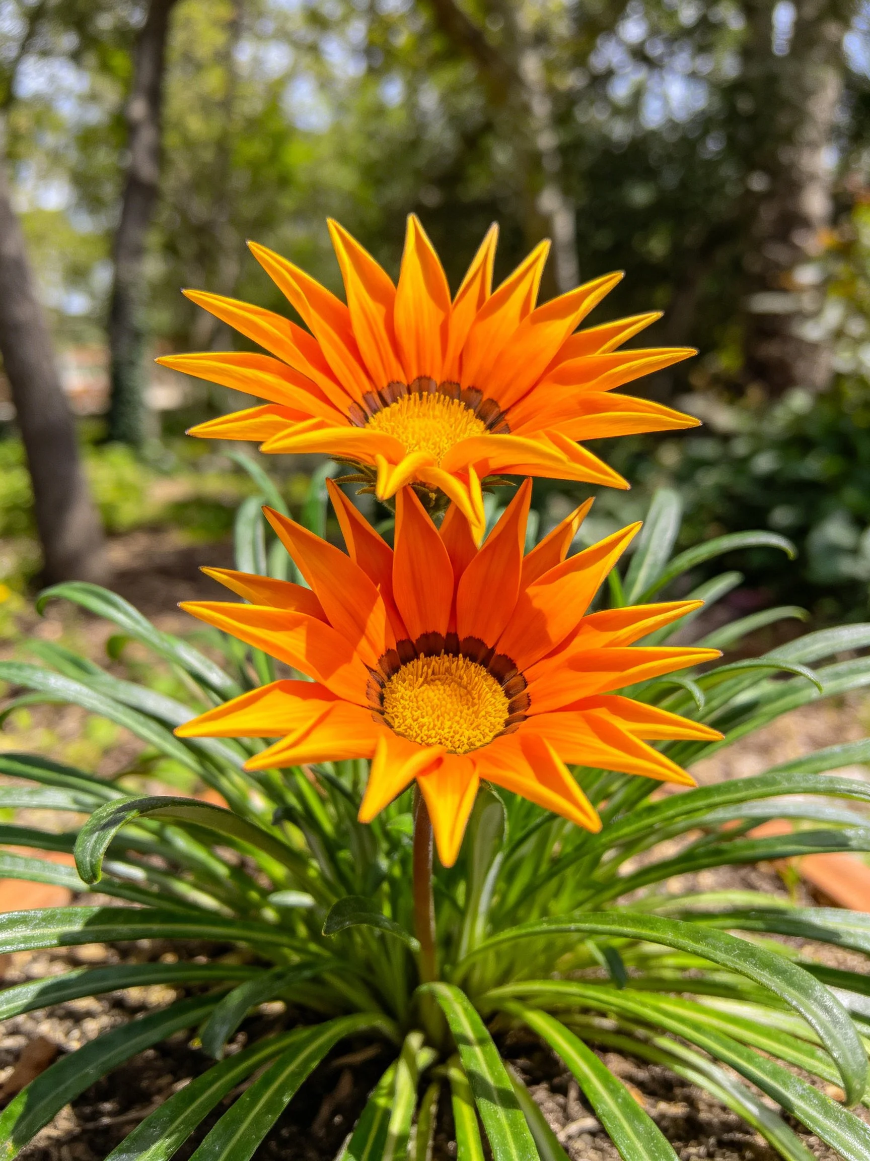 Two bright orange flowers bloom amid lush green foliage