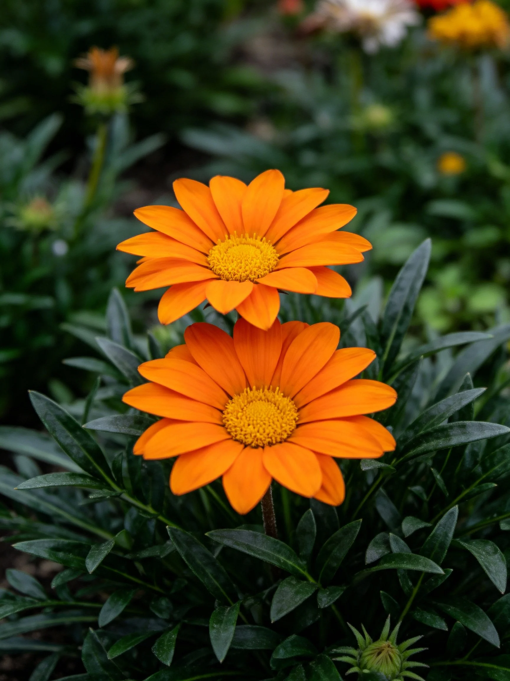 Two bright orange flowers with yellow centers amid dark green foliage