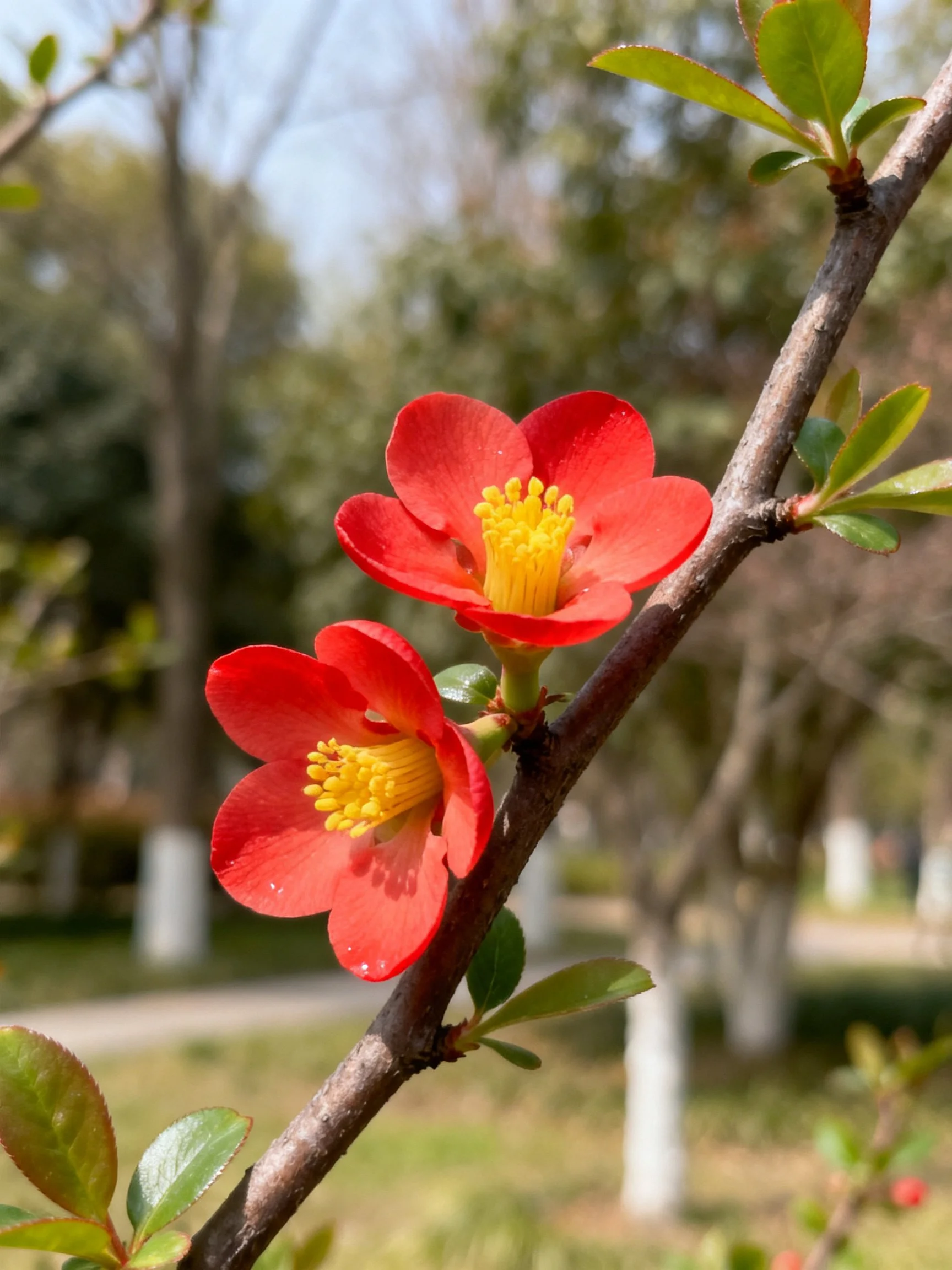 Two bright red flowers with yellow centers bloom on a leafy branch