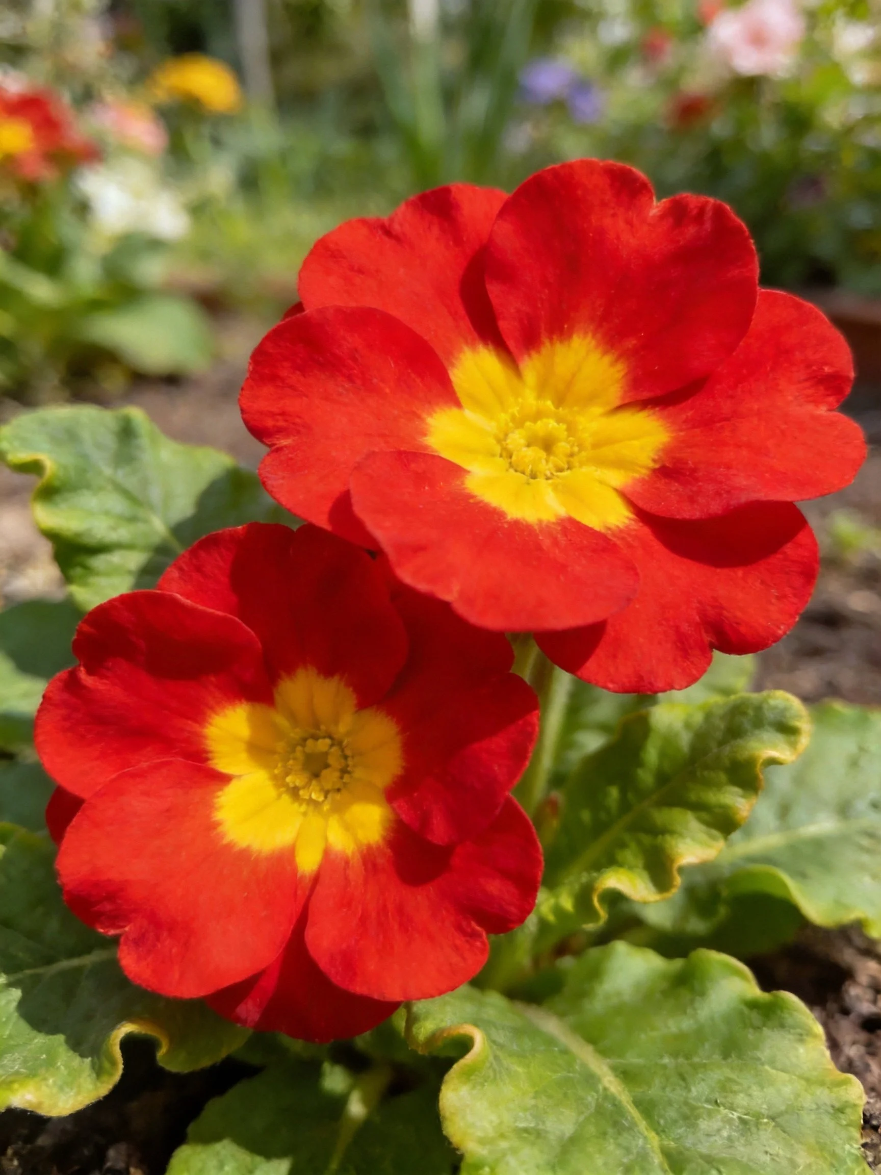 Two bright red primrose flowers with yellow centers