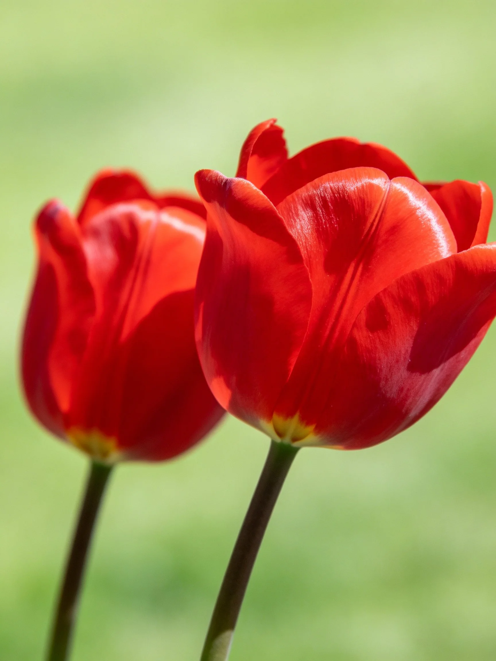 Two bright red tulips with yellow centers against a blurred green background