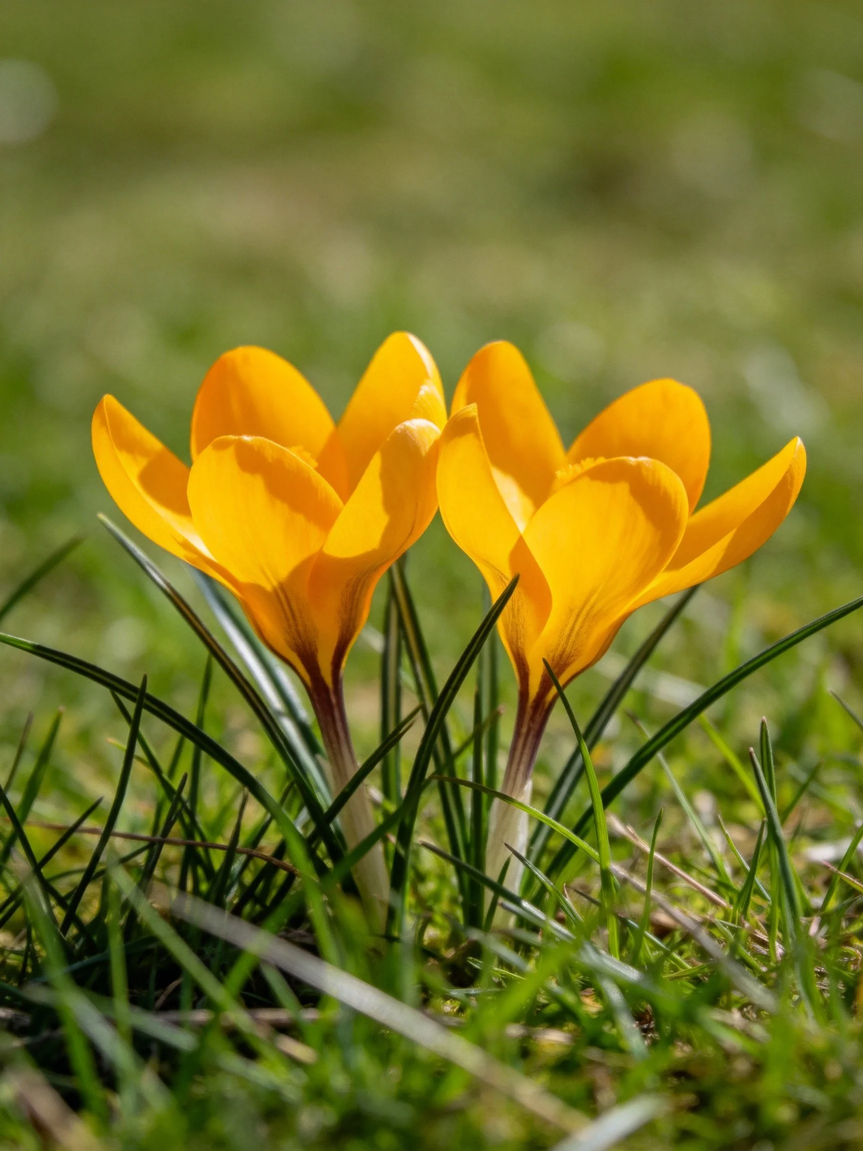 Two bright yellow crocus flowers blooming in lush green grass