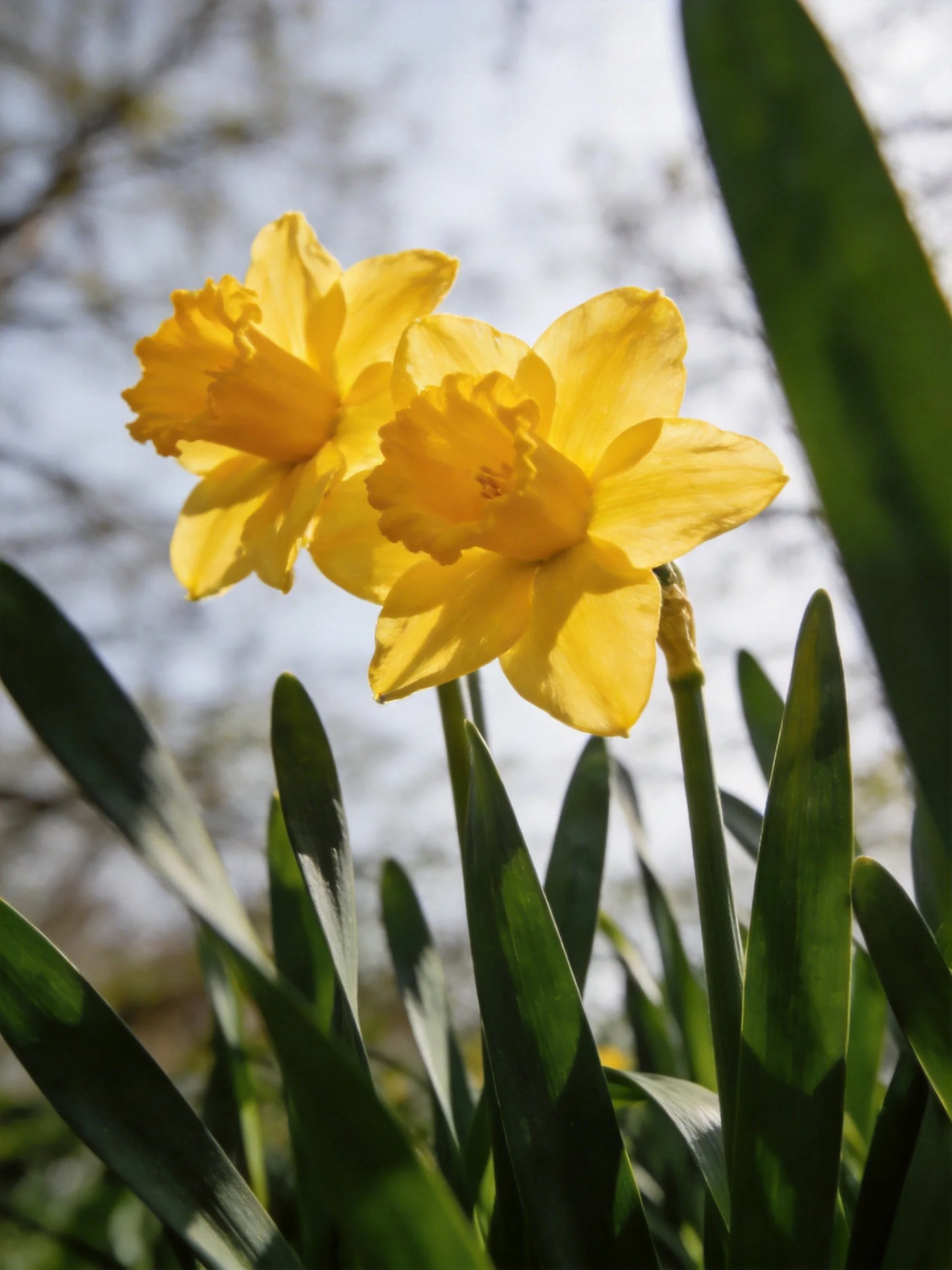 Two bright yellow daffodils with long green leaves