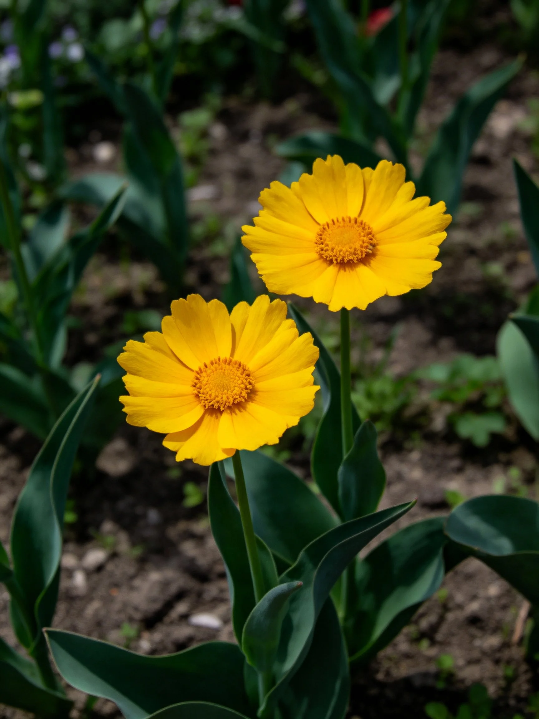 Two bright yellow flowers bloom amid dark green foliage