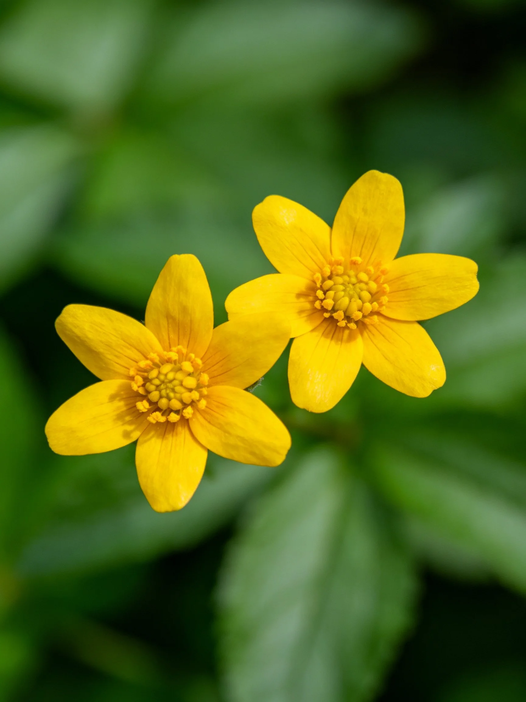 Two bright yellow flowers with blurred green foliage