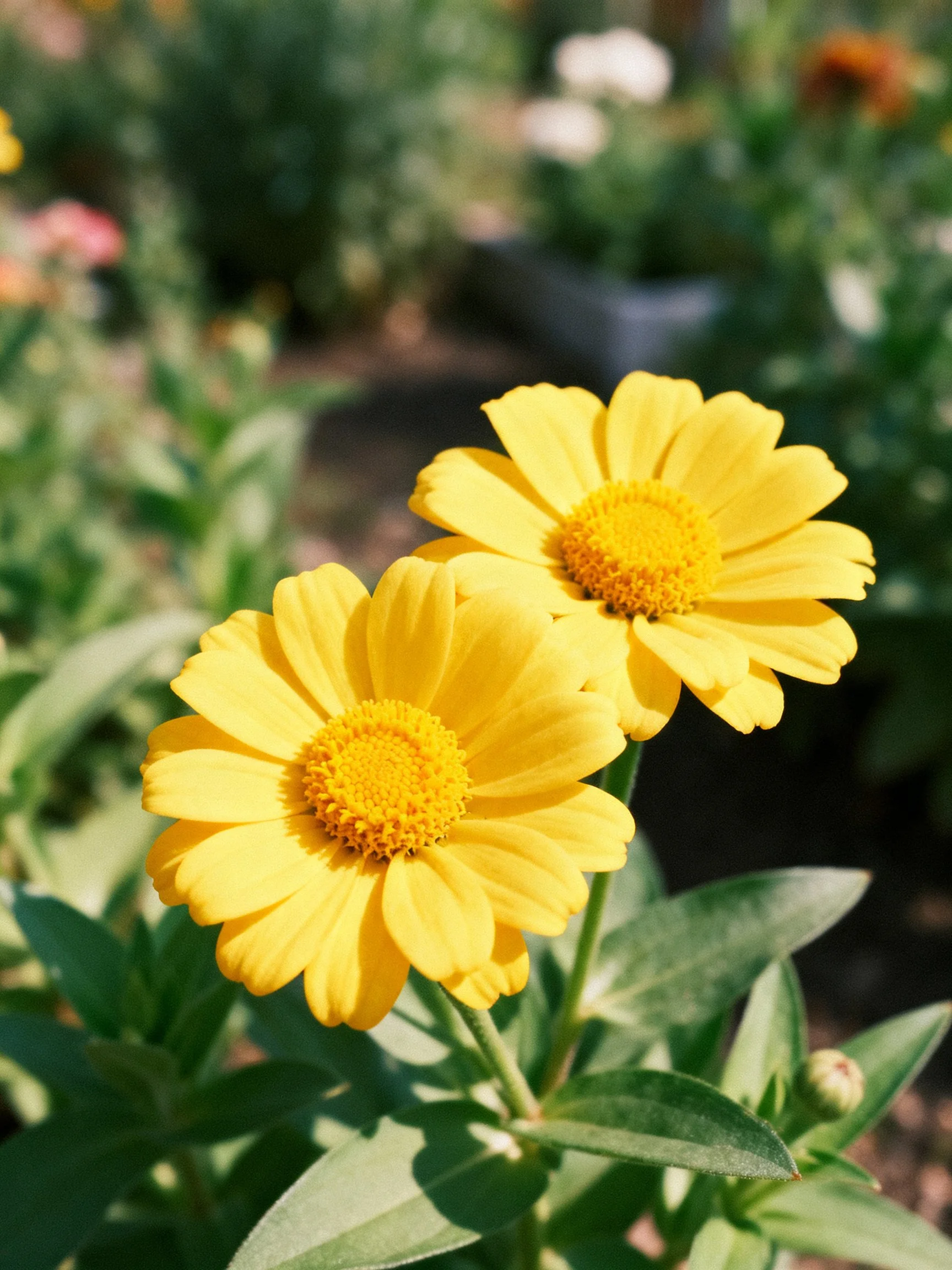Two bright yellow flowers with green foliage in a sunlit garden