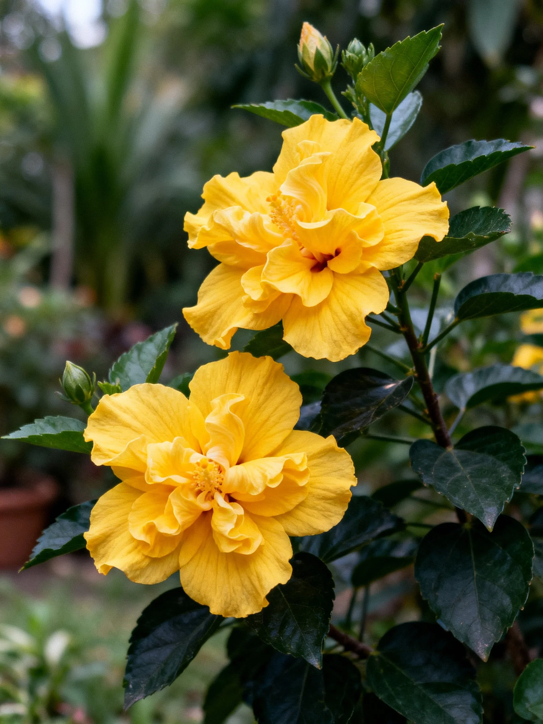 Two bright yellow hibiscus blooms with dark green leaves