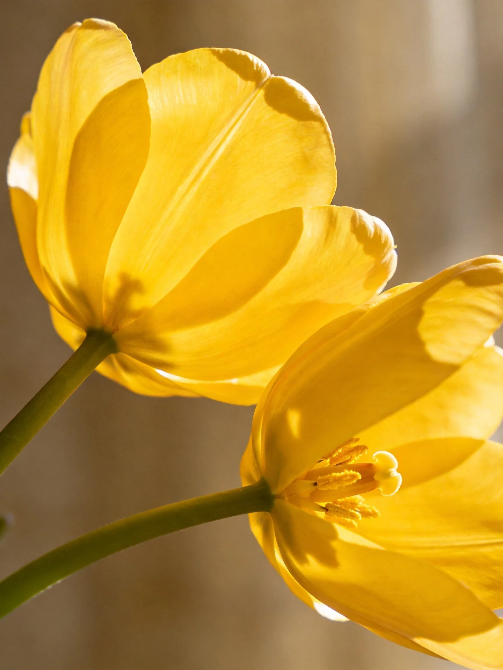 Two bright yellow tulips illuminated by warm sunlight