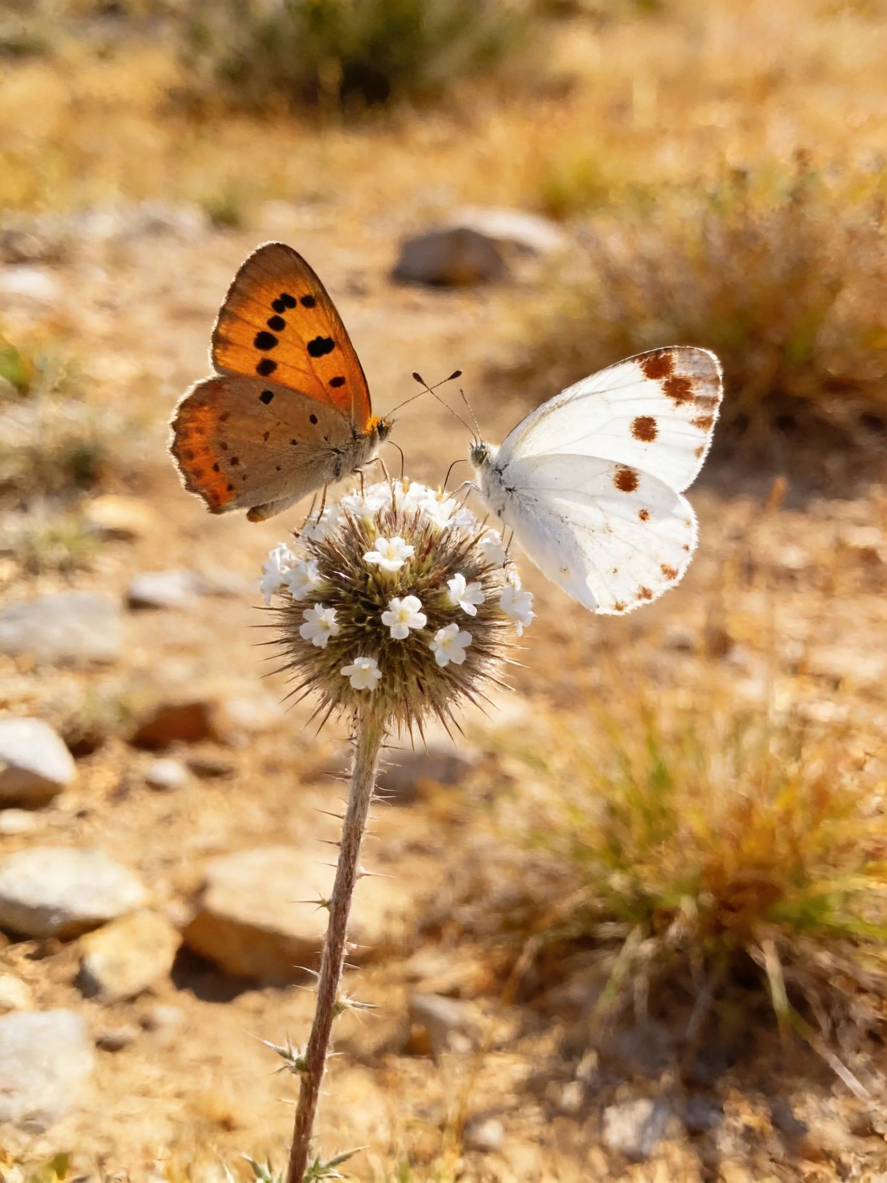 Two butterflies rest on a spiky white-flowered plant in a dry, rocky terrain