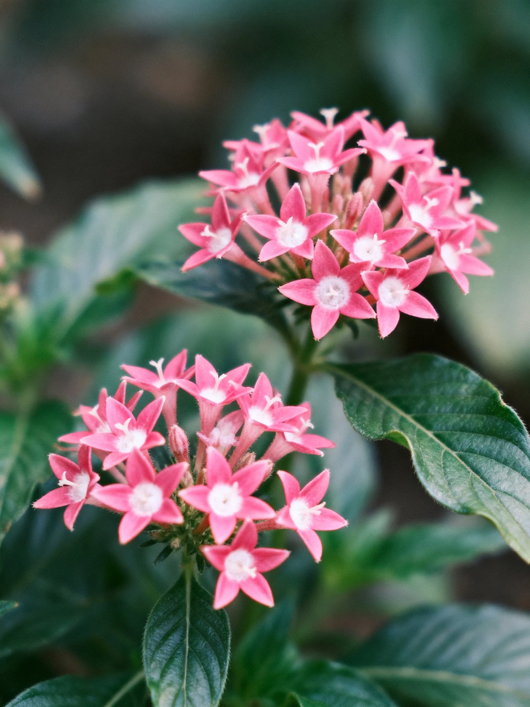 Two clusters of pink star - shaped flowers with glossy green leaves