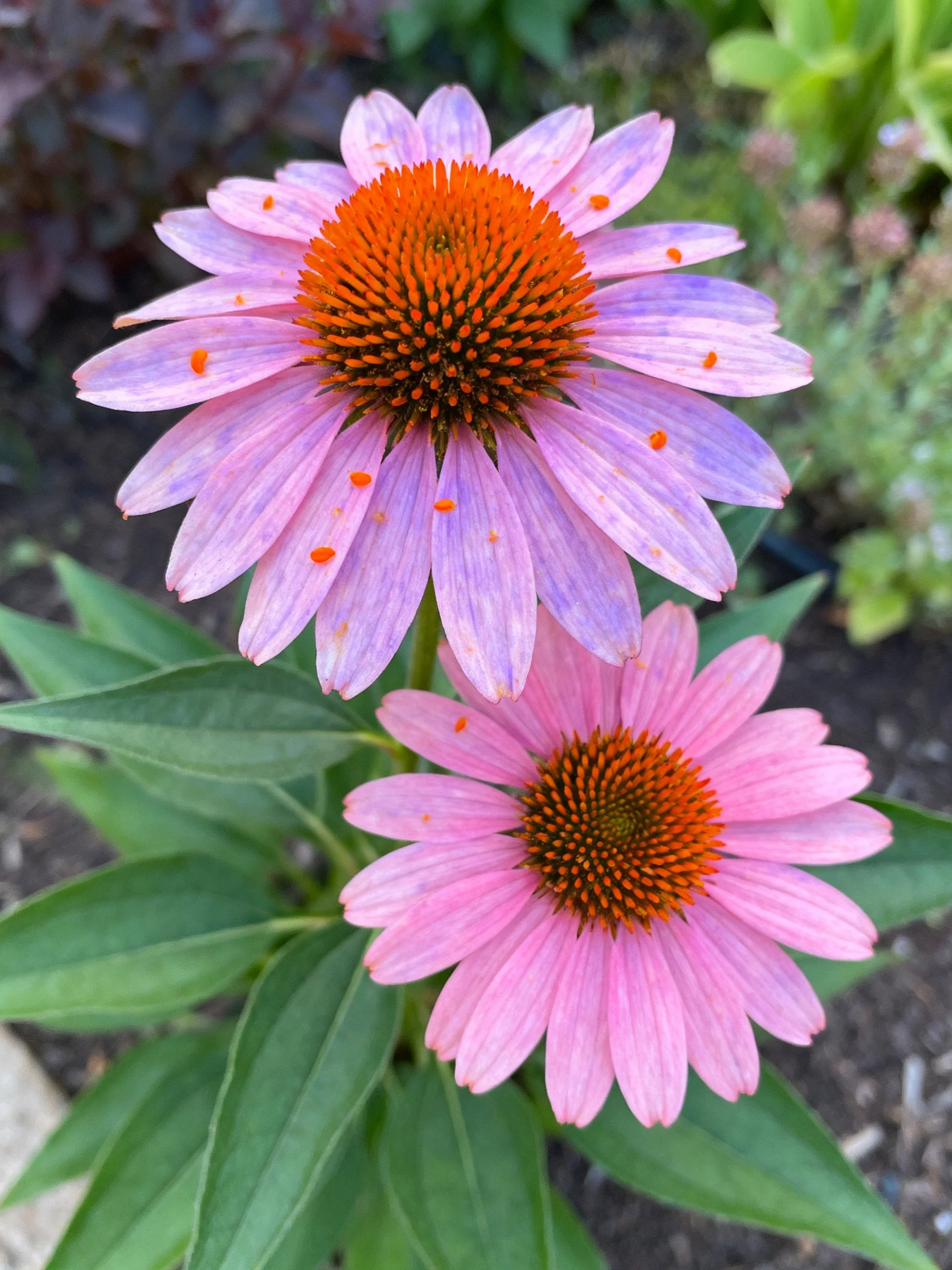 Two coneflower blooms with pink-lavender petals and orange centers