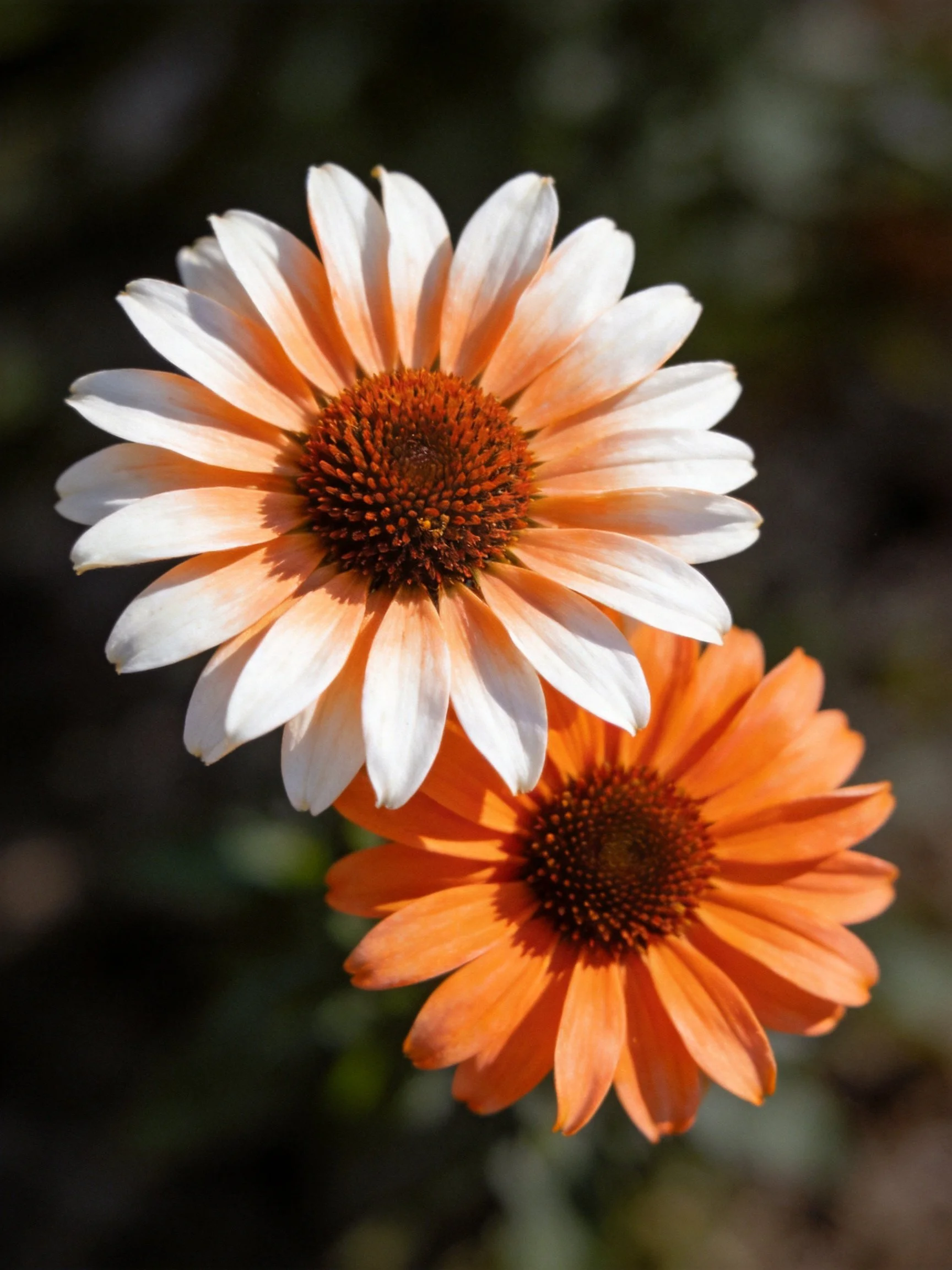 Two coneflowers with gradient and solid orange petals
