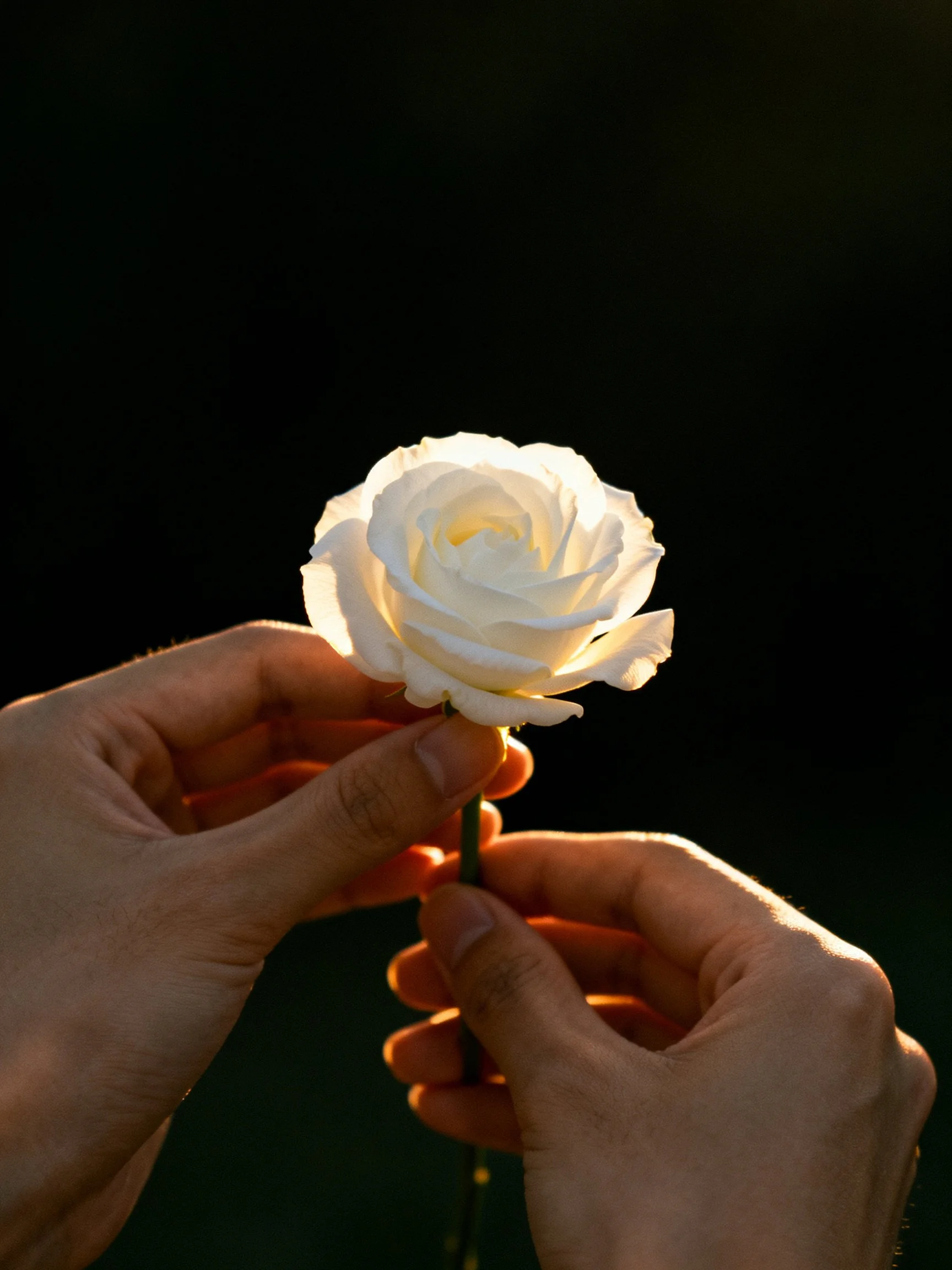Two hands holding a white rose against a dark backdrop