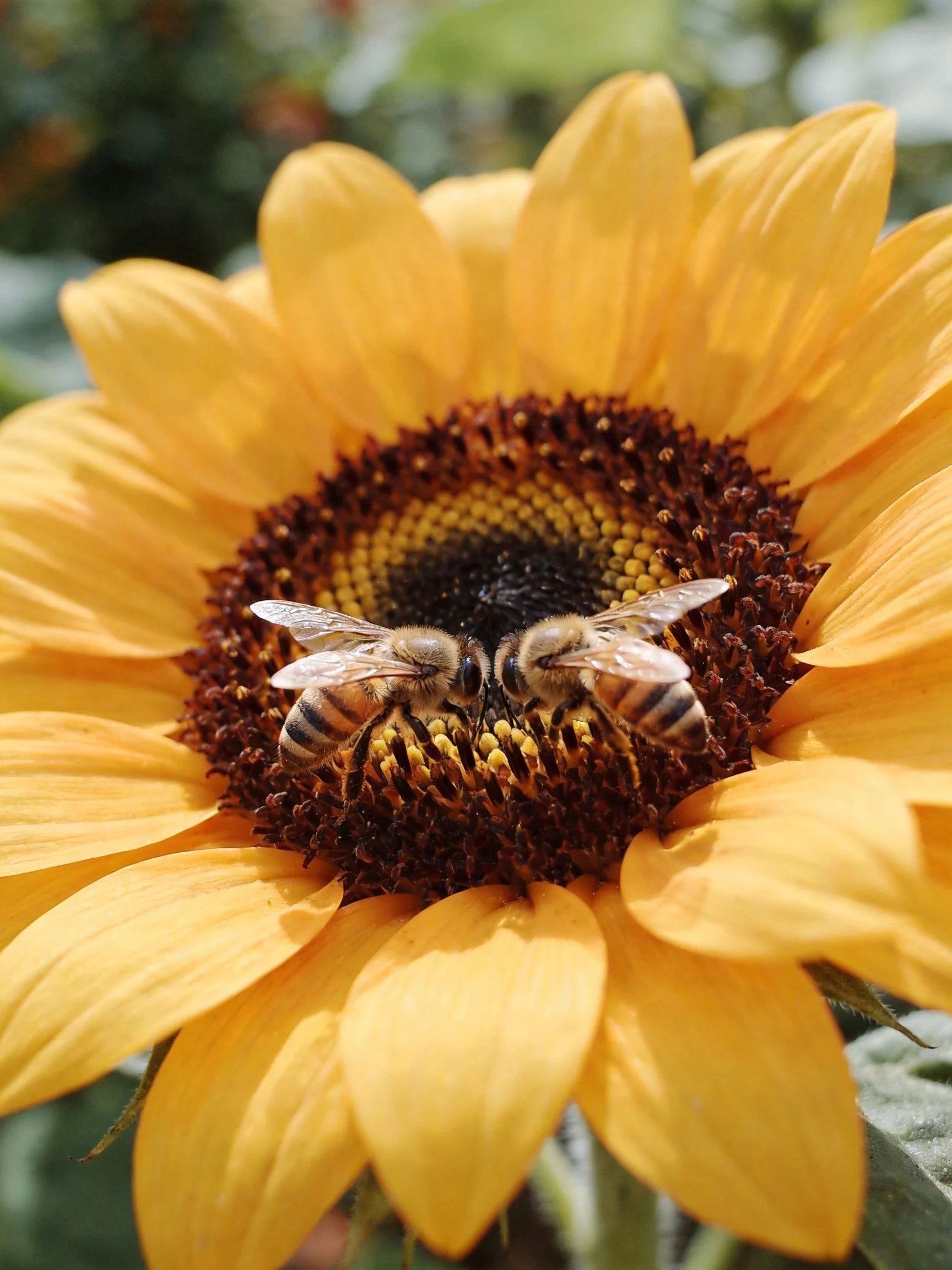 Two honeybees pollinating a large sunflower