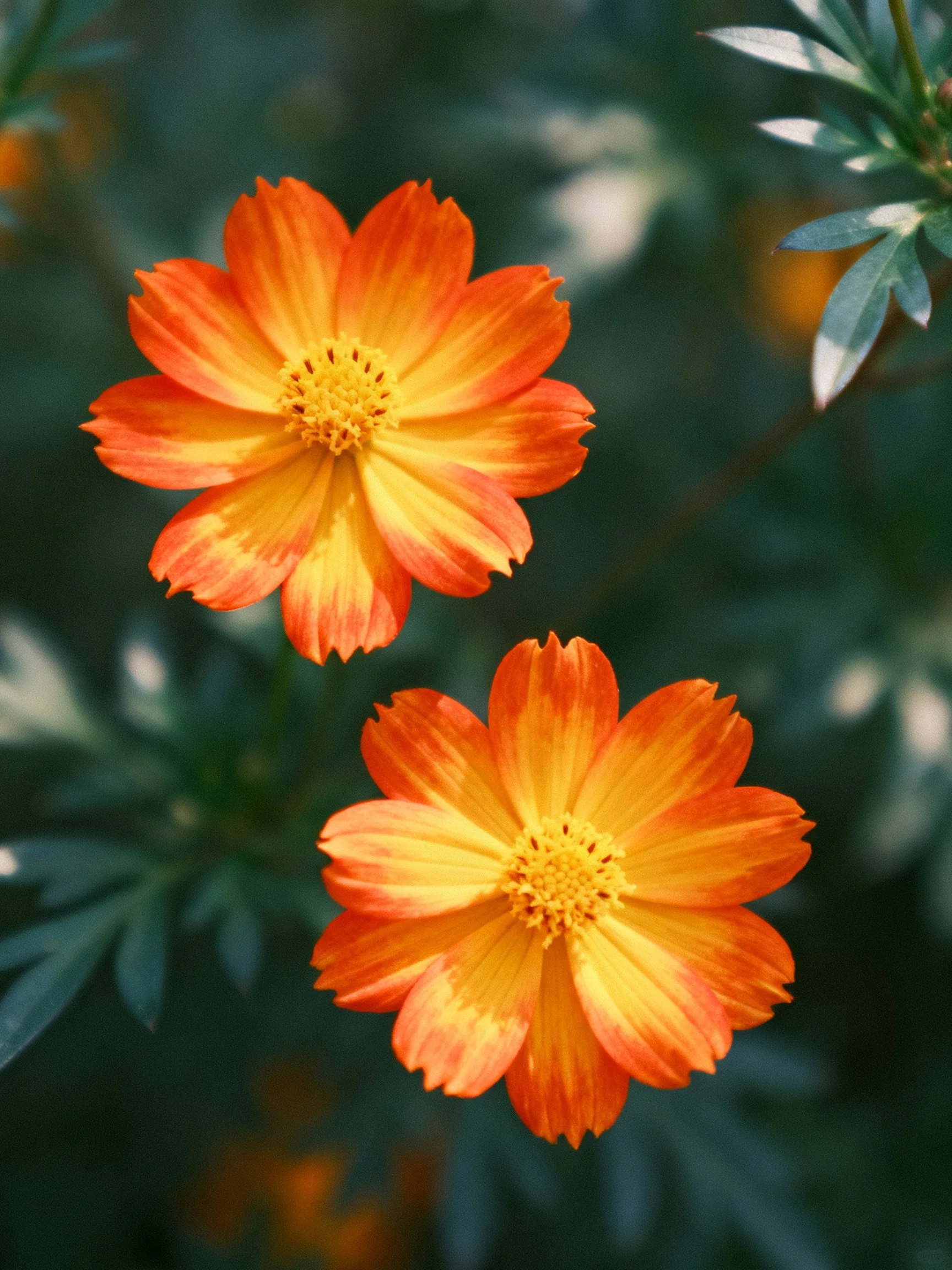 Two orange-yellow cosmos flowers with yellow centers