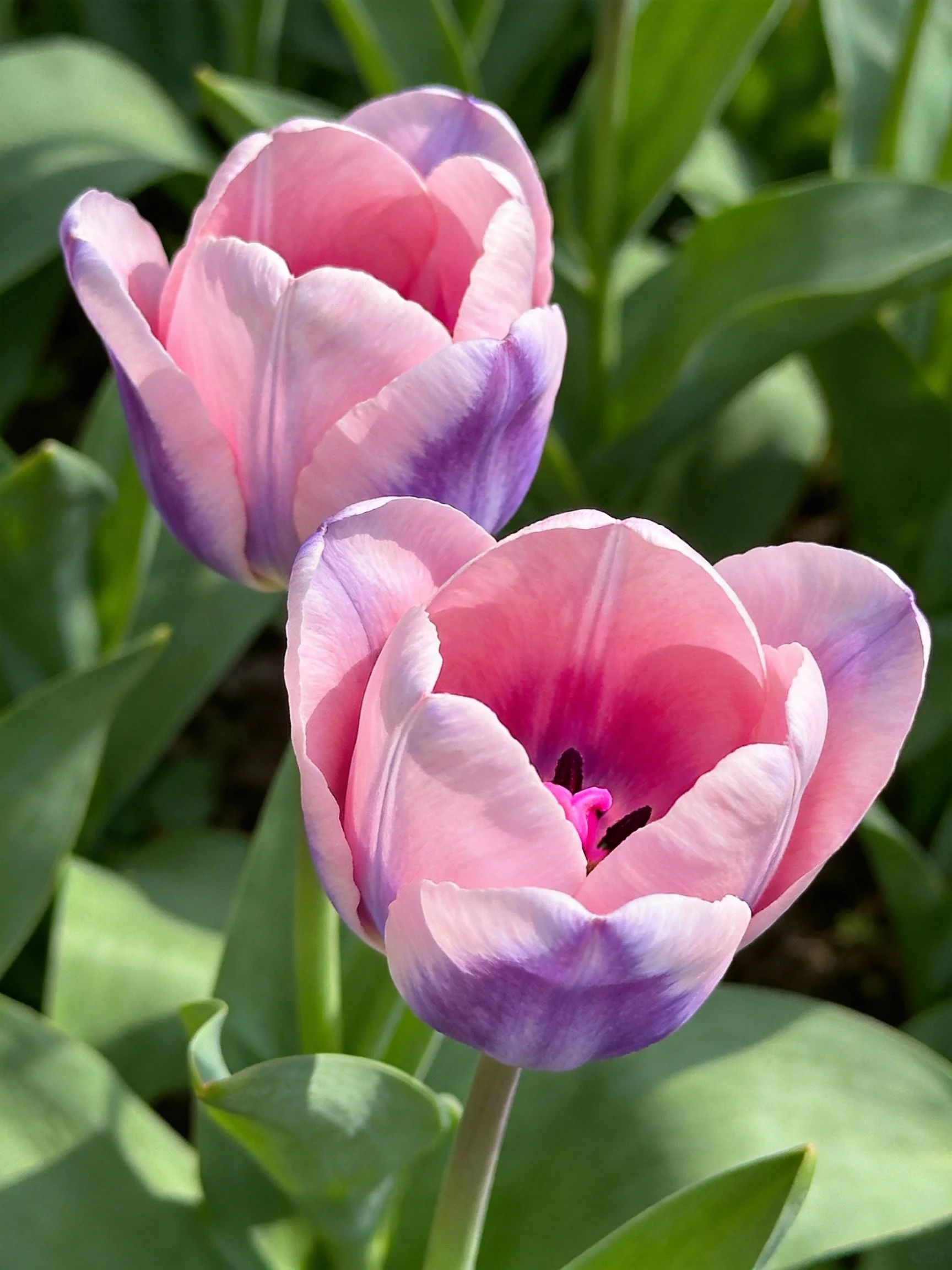 Two pink and purple tulips among lush green foliage