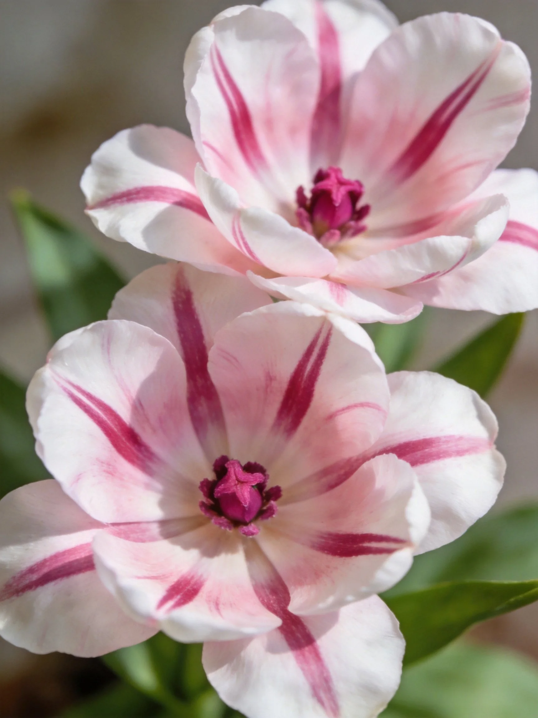 Two pink and white striped tulips with green foliage