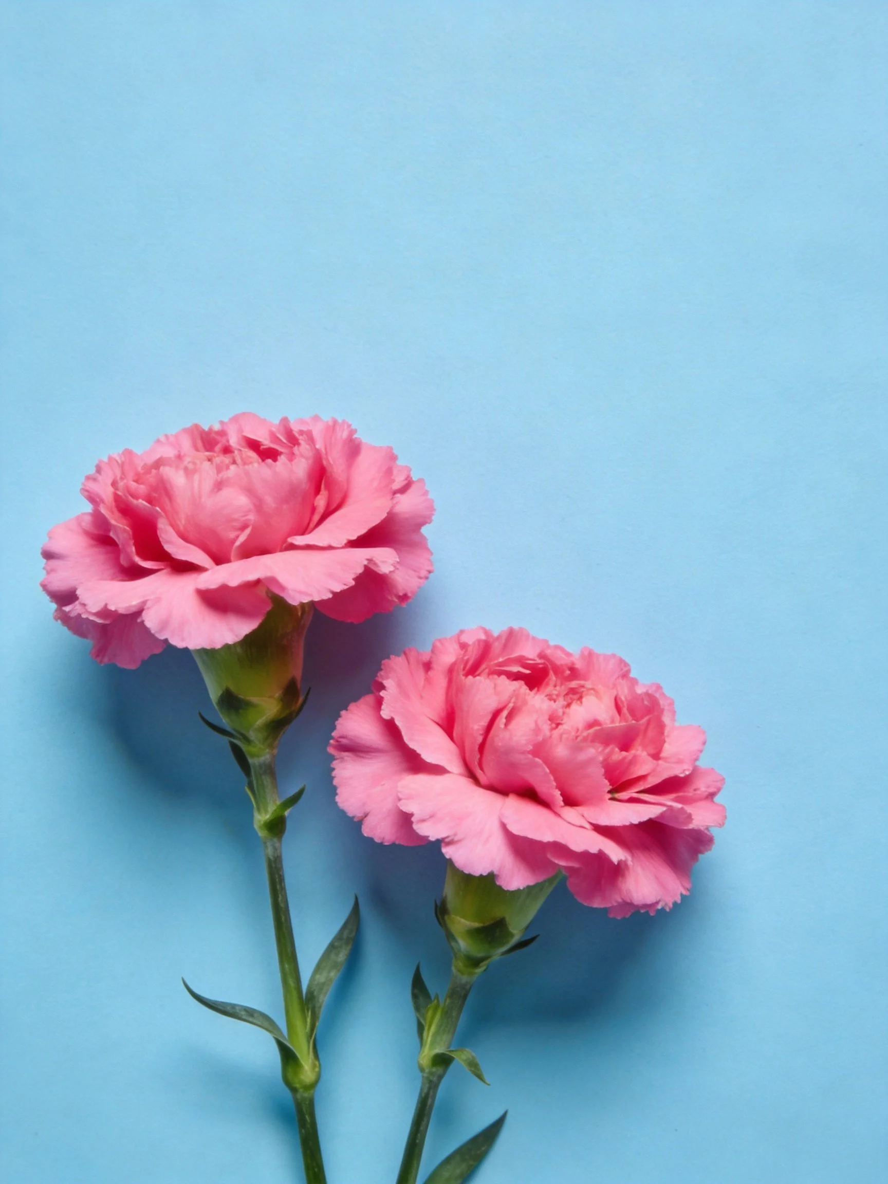 Two pink carnations placed on a light blue background