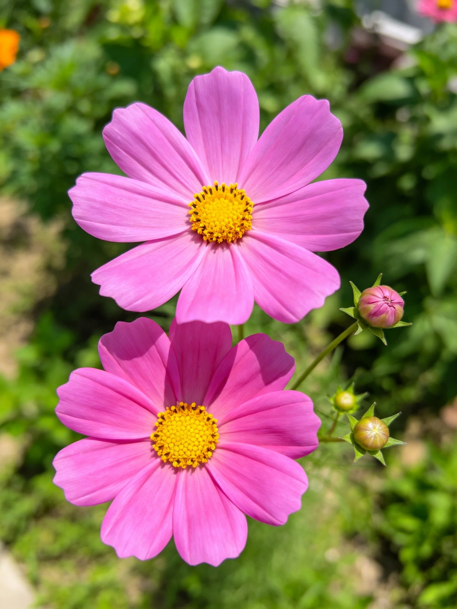 Two pink cosmos flowers with yellow centers near green buds