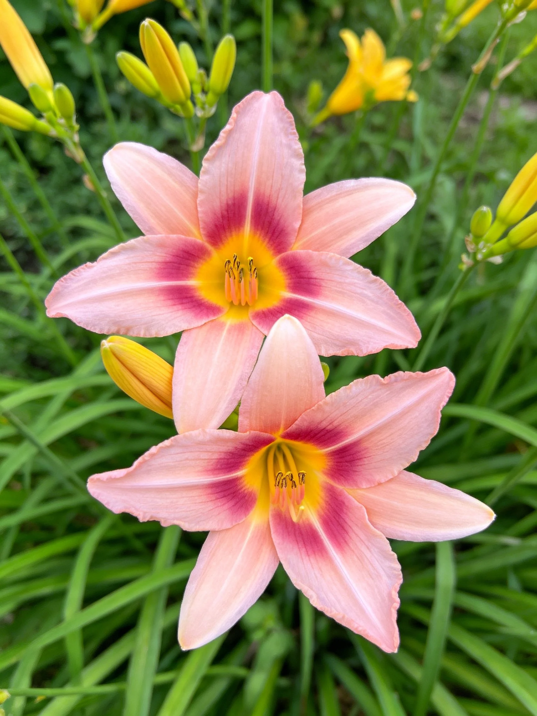Two pink daylilies with colorful centers are surrounded by green foliage.