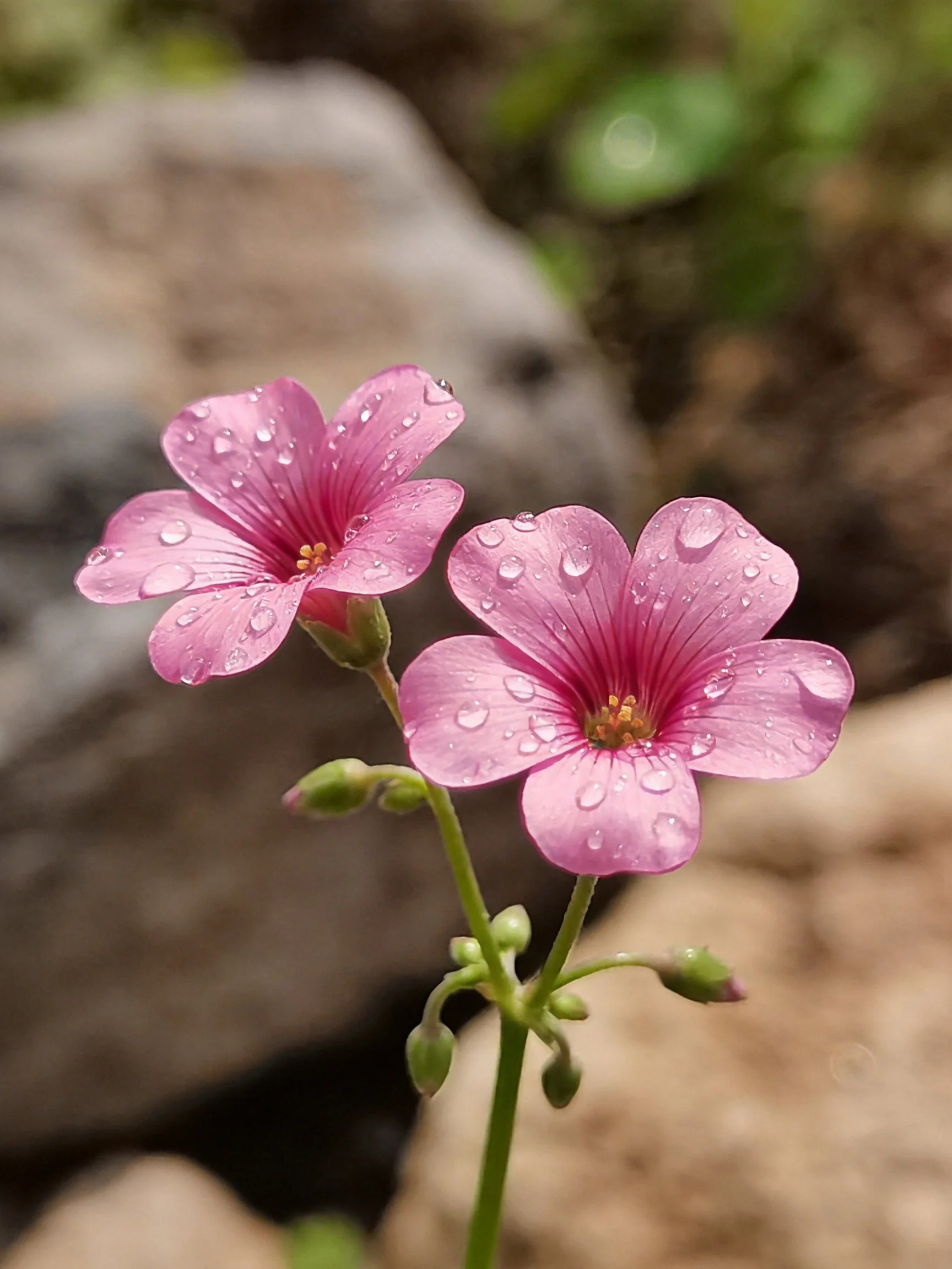 Two pink flowers with dew drops near rocky terrain
