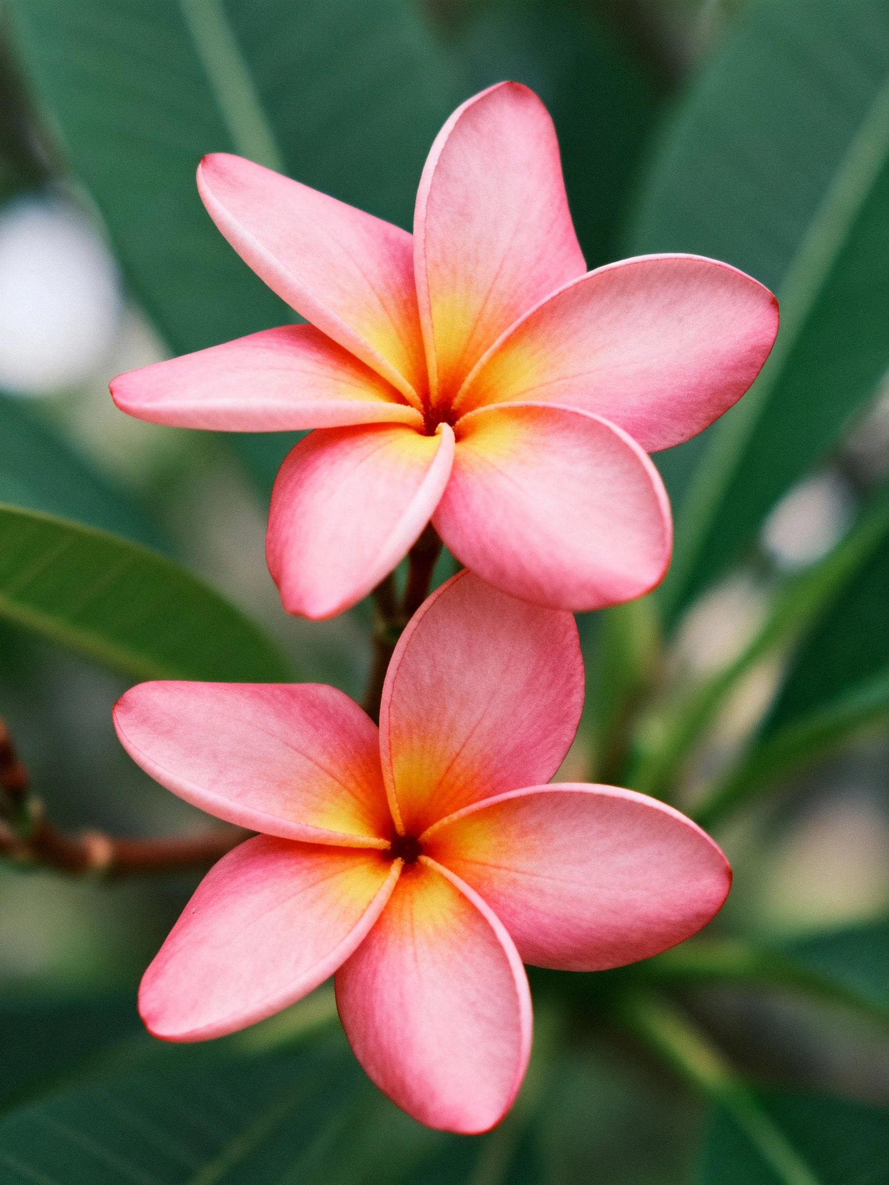 Two pink frangipani flowers with yellow centers amidst green foliage
