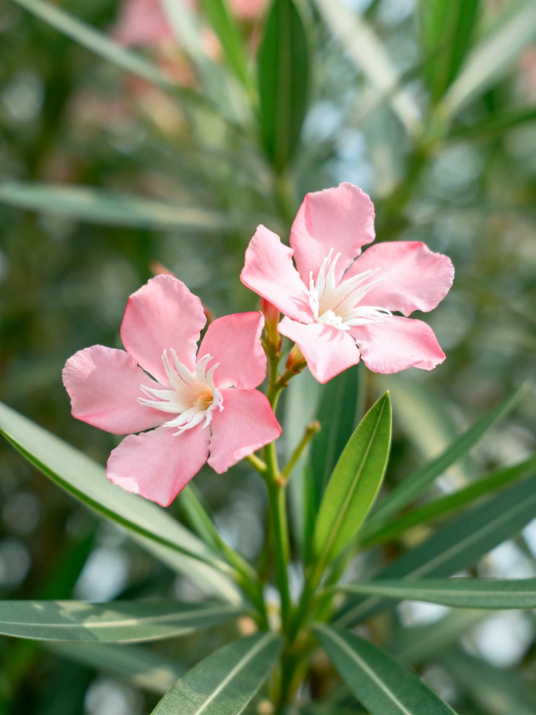 Two pink oleander flowers bloom among long green leaves