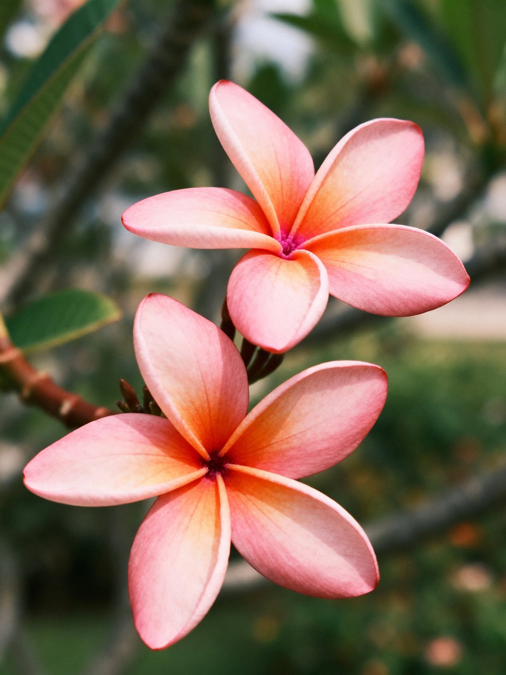 Two pink-orange plumeria flowers with green foliage backdrop