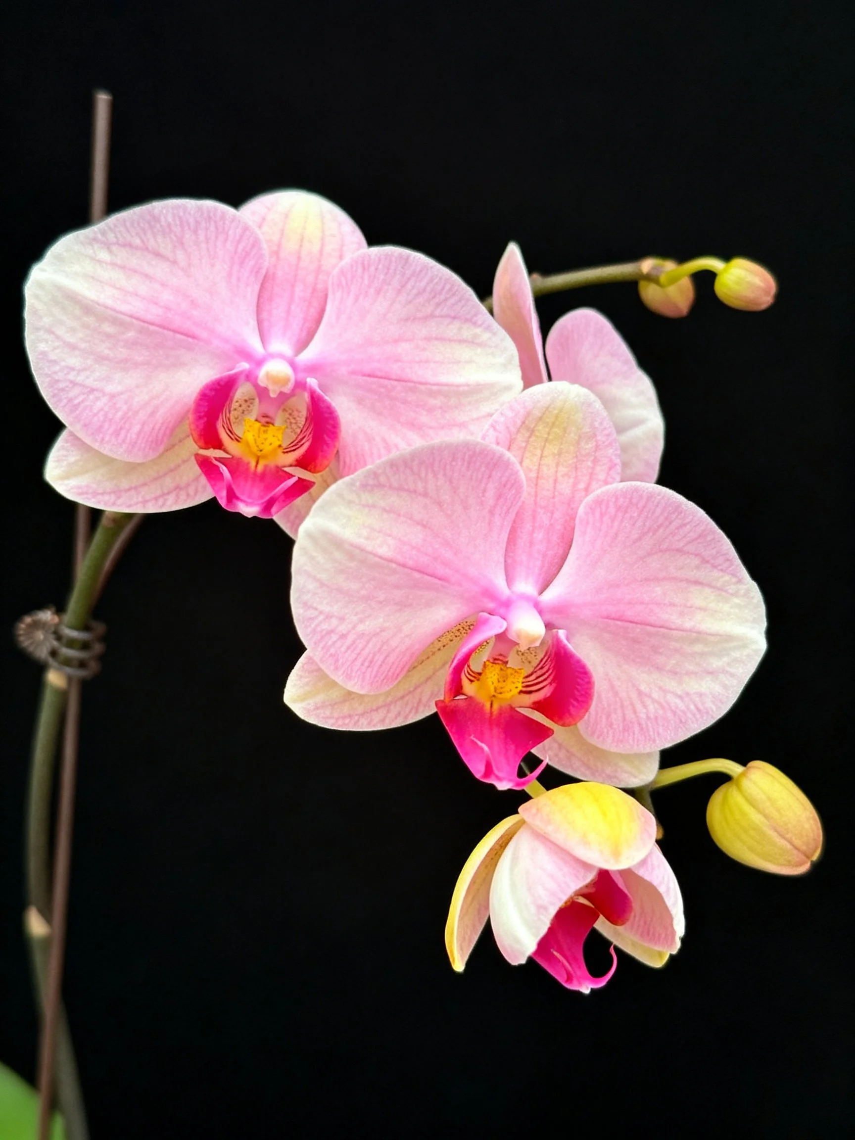Two pink orchid blooms with unopened buds against a black background