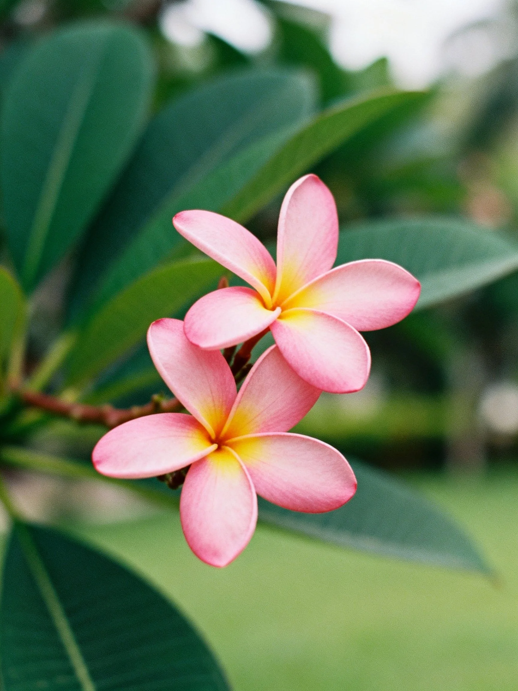 Two pink plumeria flowers with yellow centers among large green leaves