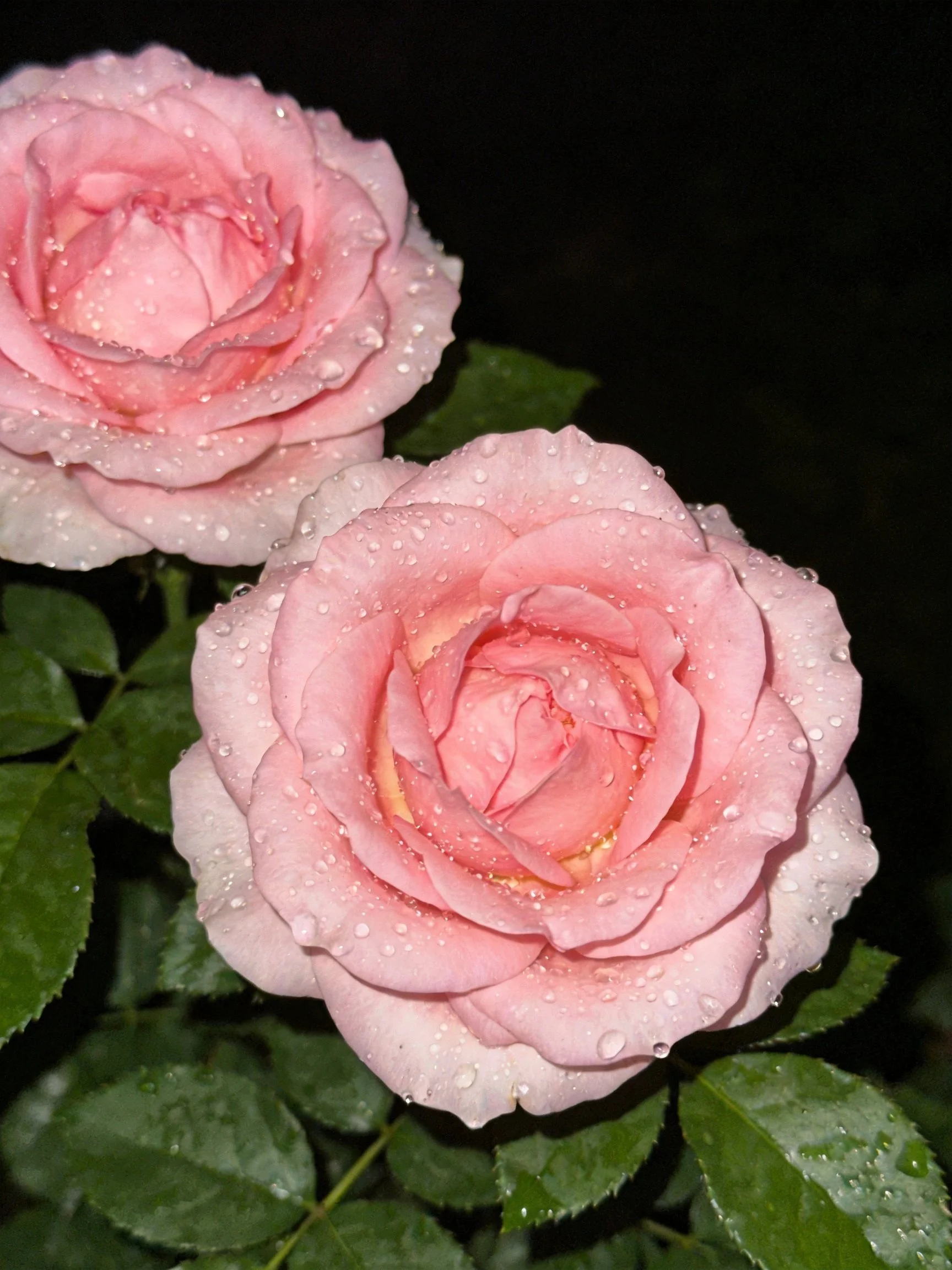 Two pink roses with water droplets and green leaves