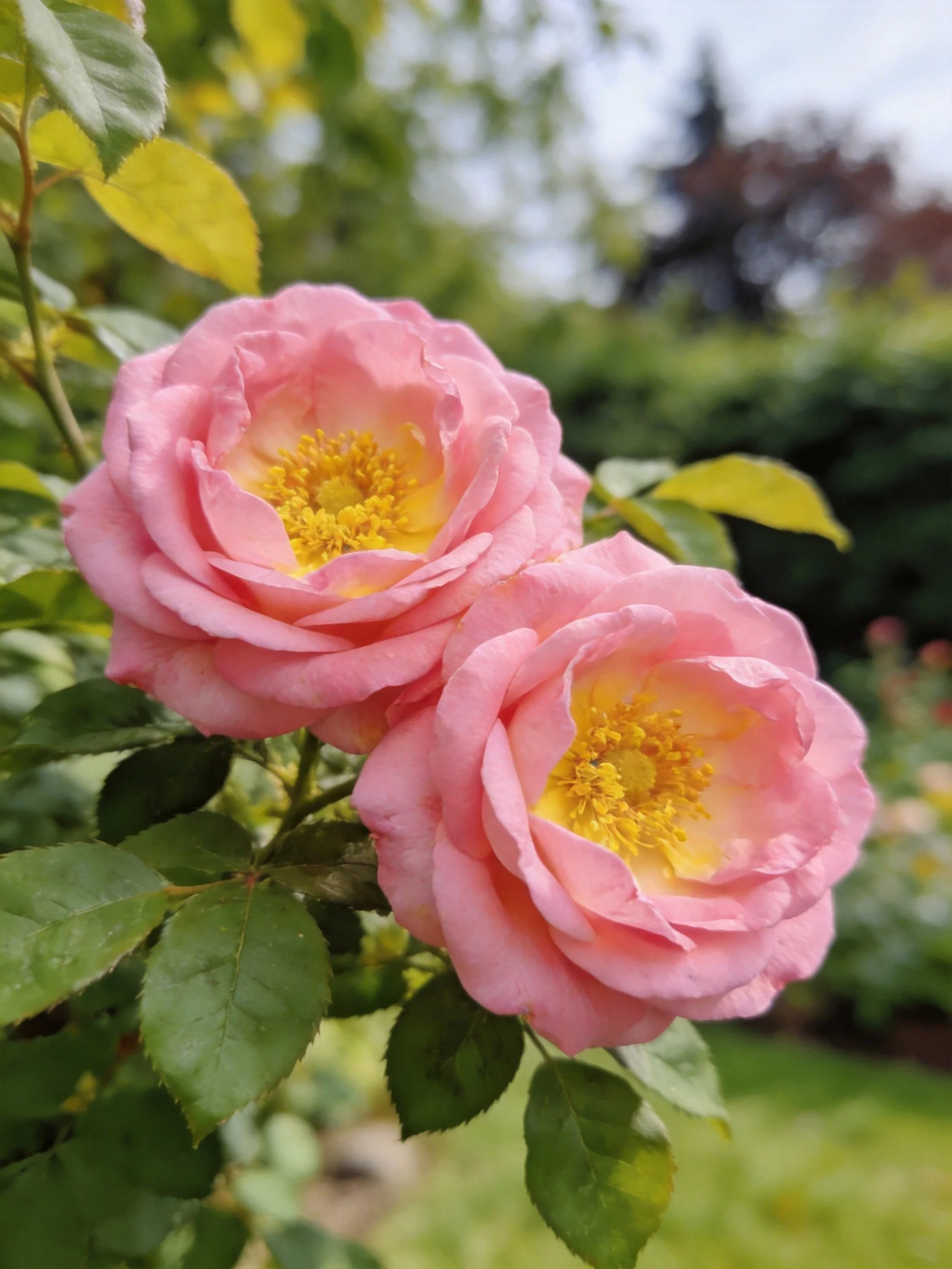 Two pink roses with yellow centers amid green foliage