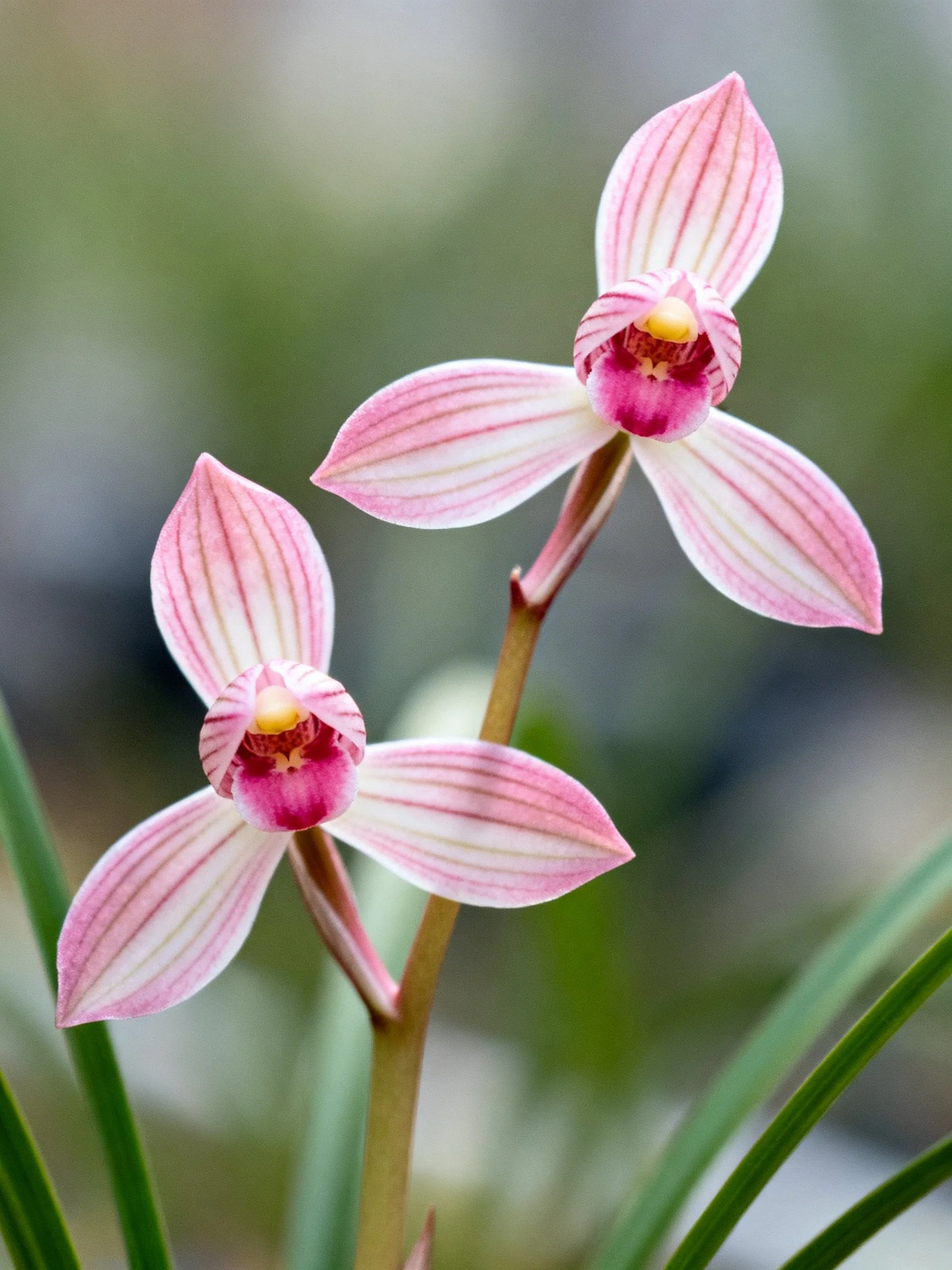 Two pink striped orchid blooms with green foliage