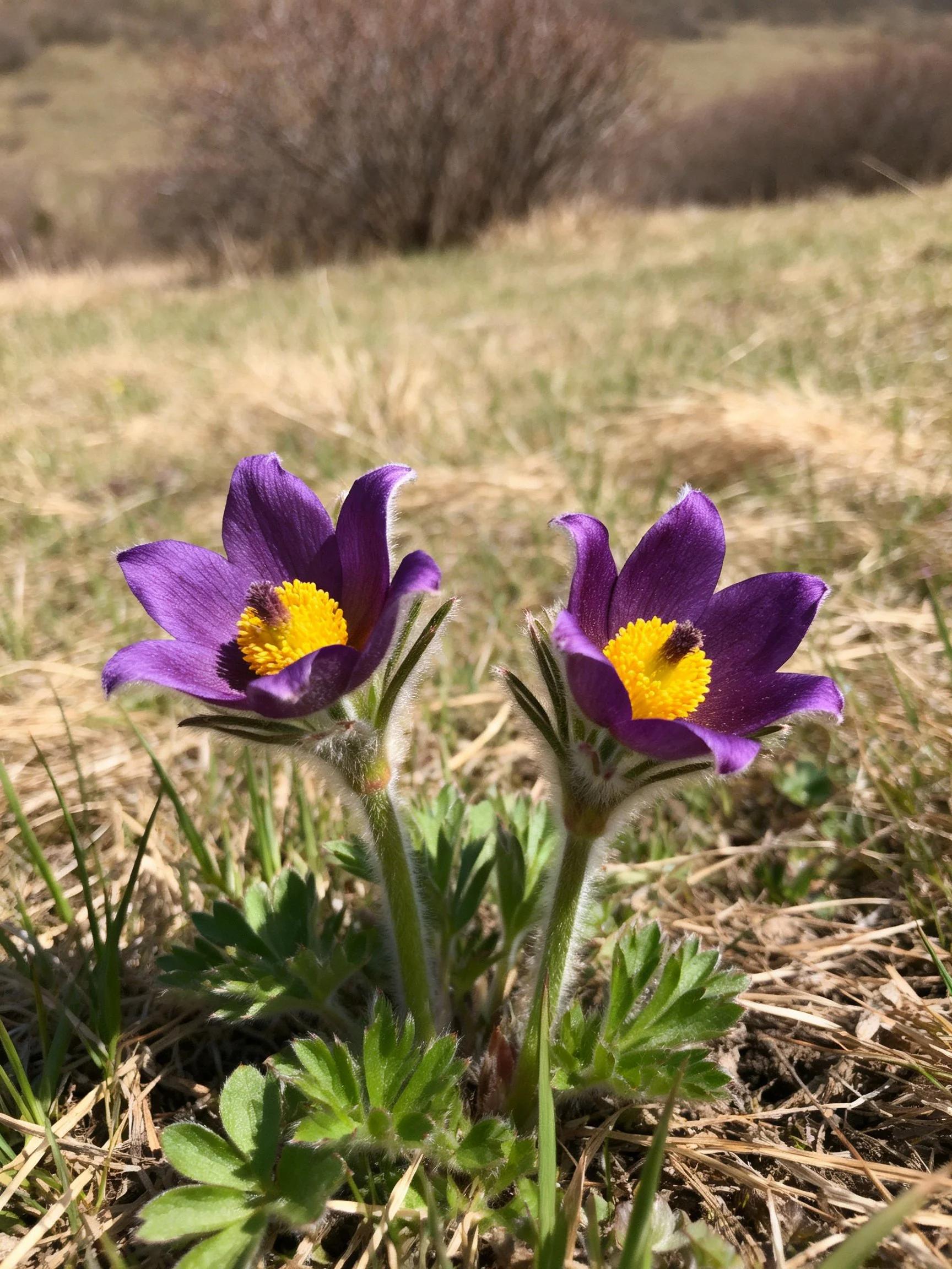 Two purple pasqueflower blooms with yellow centers in a dry meadow