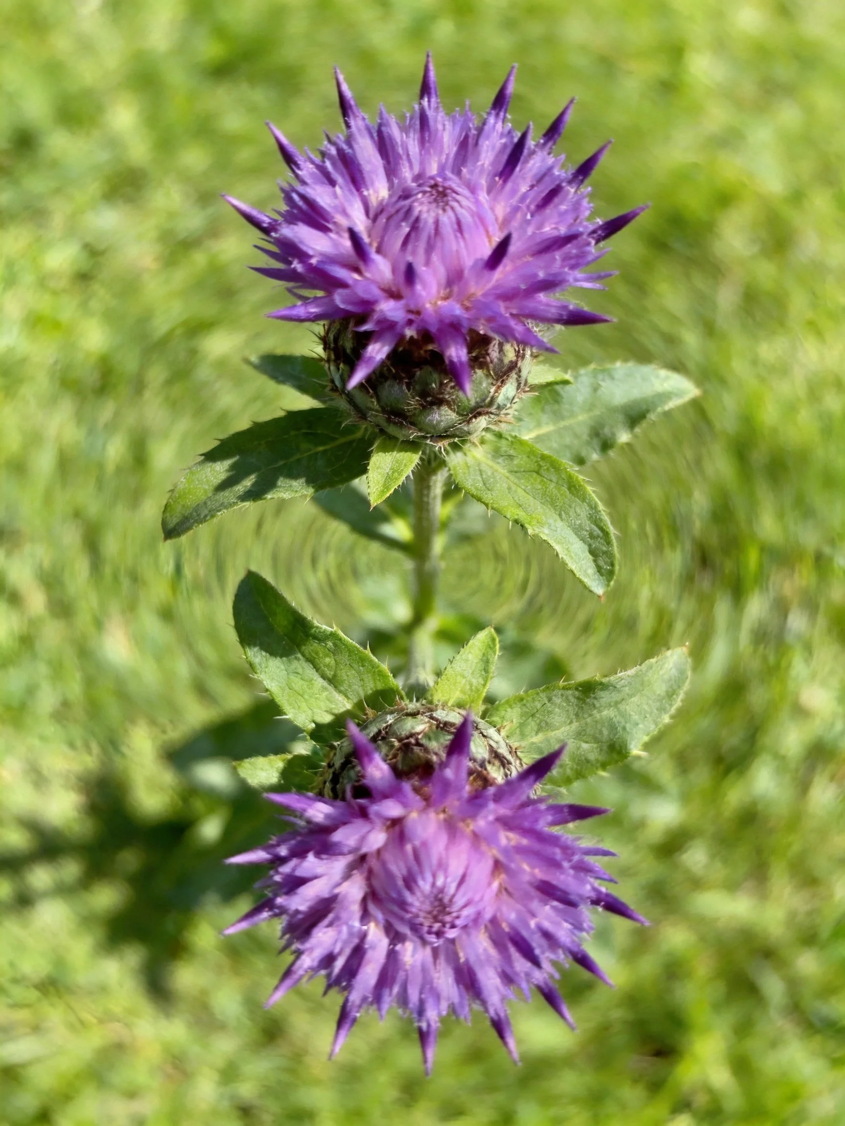Two purple spiky-petaled flowers with green leaves