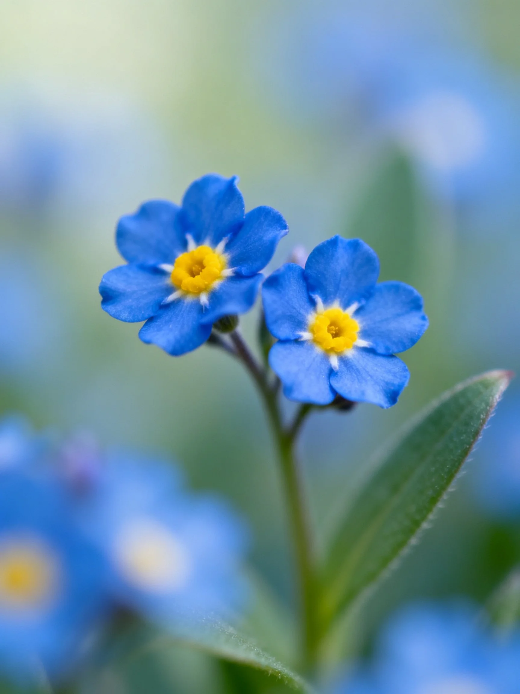 Two small blue flowers with bright yellow centers