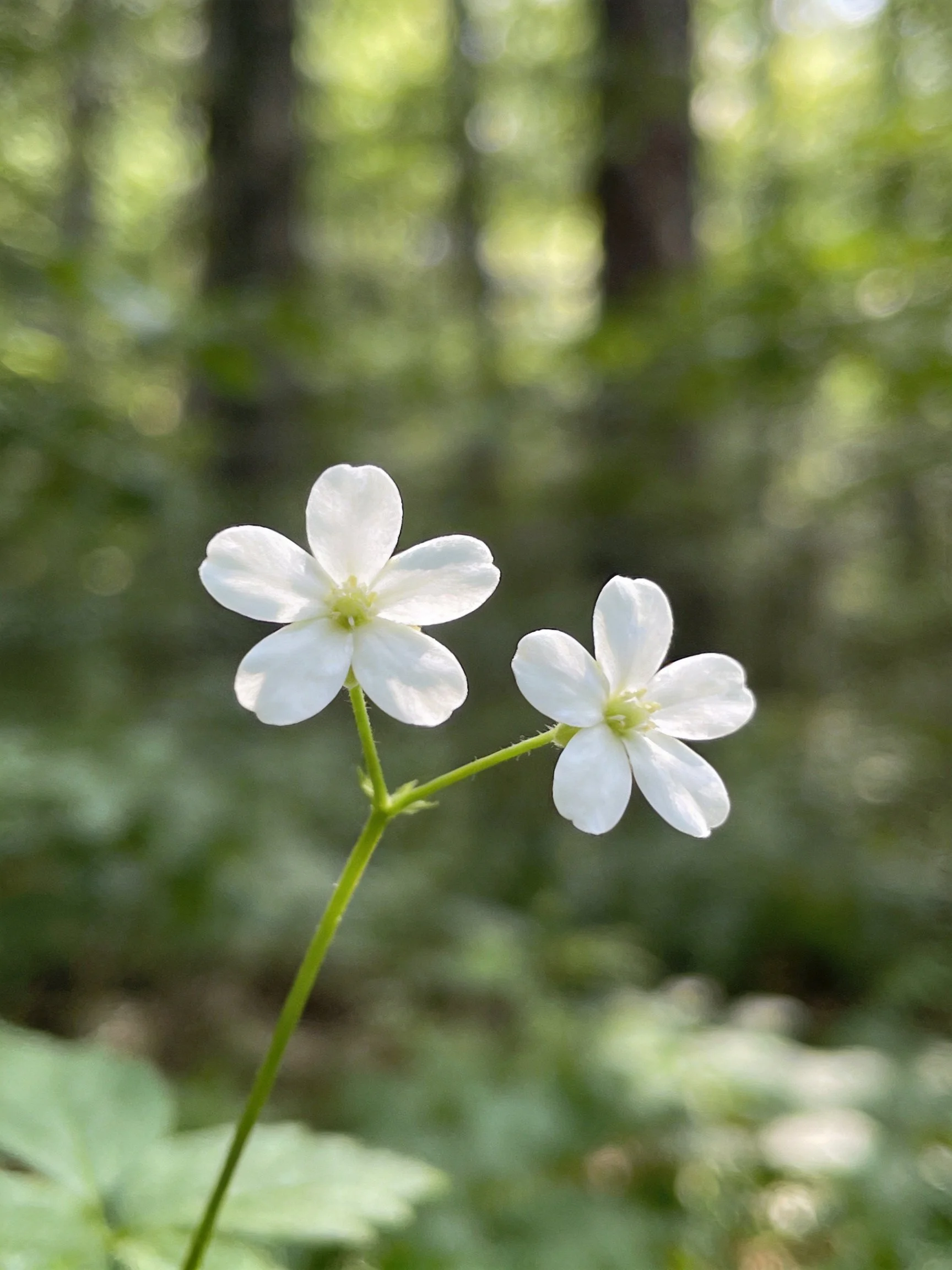 Two small white wildflowers on a slender green stem in a sun-dappled forest