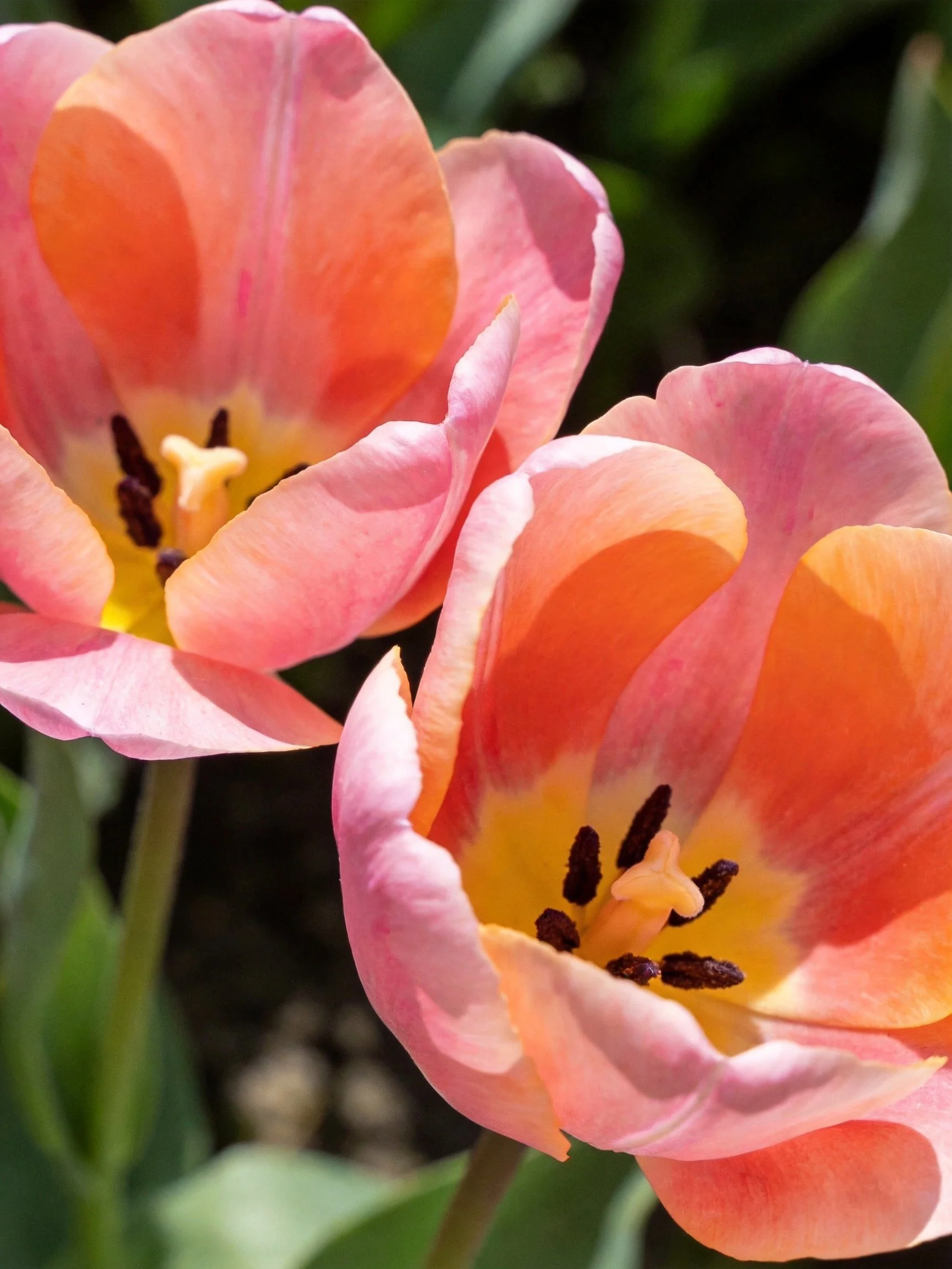 Two soft pink-orange tulips with yellow centers