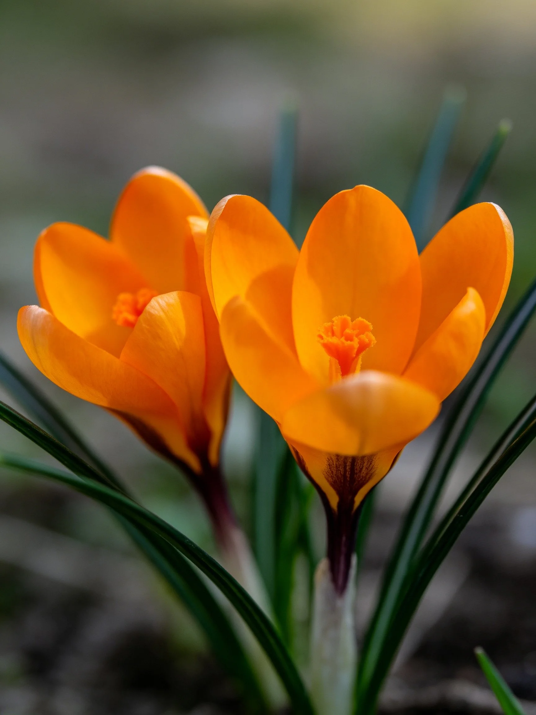 Two vibrant orange crocus blossoms with green foliage