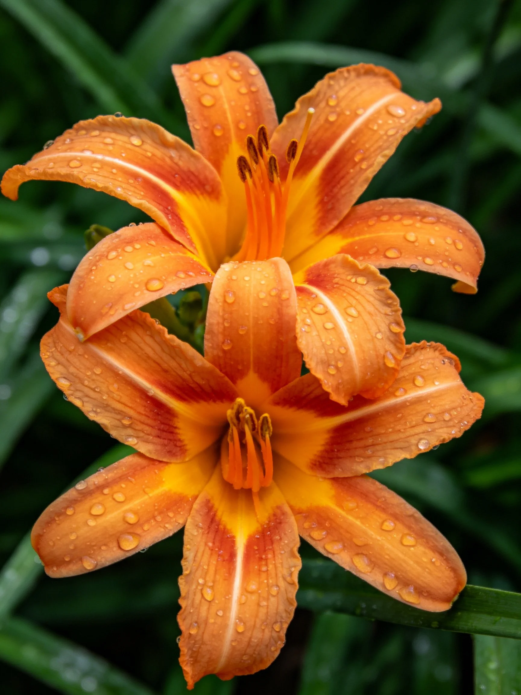 Two vibrant orange daylilies with water droplets on petals