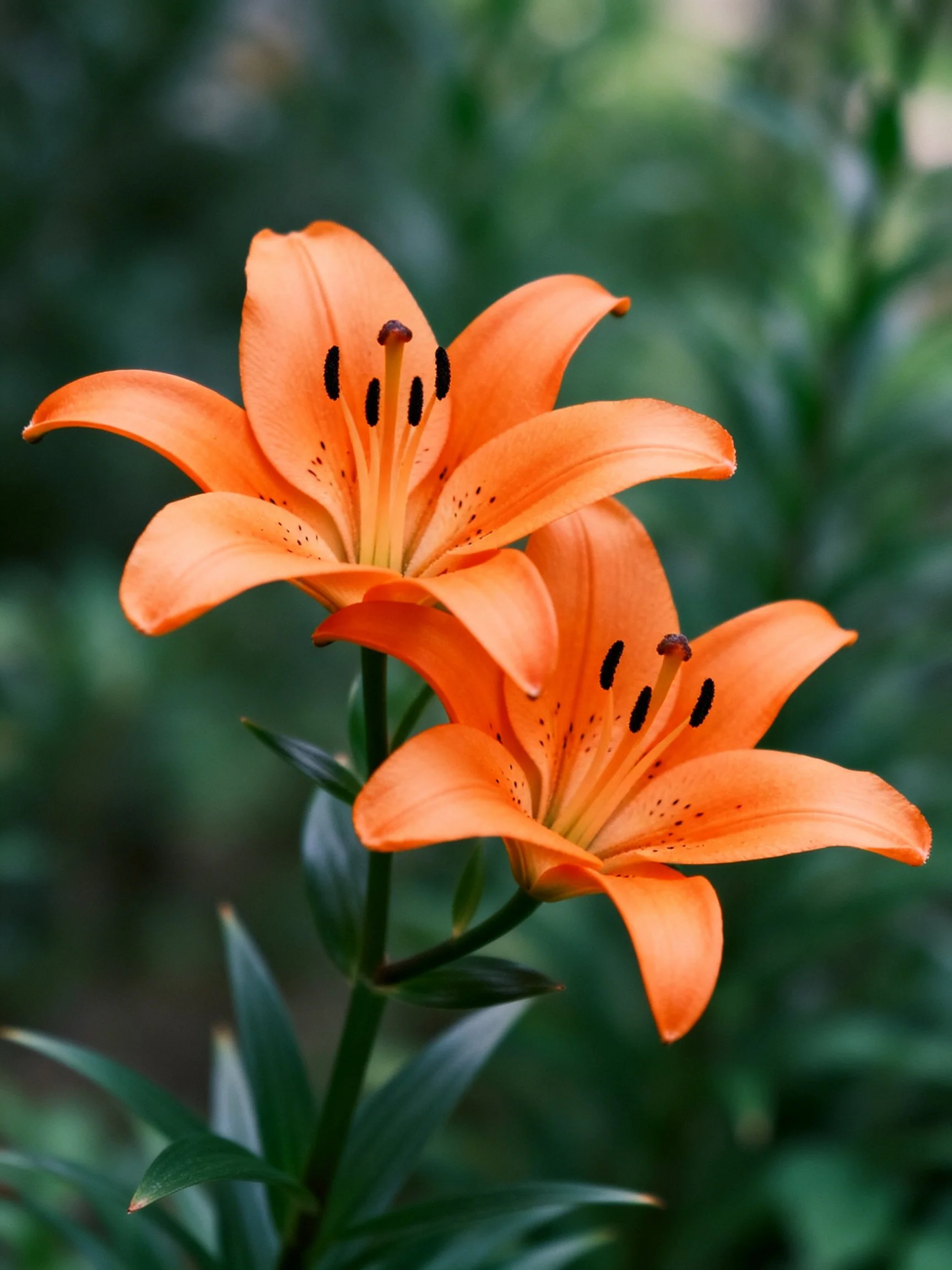 Two vibrant orange lilies bloom amidst lush green foliage