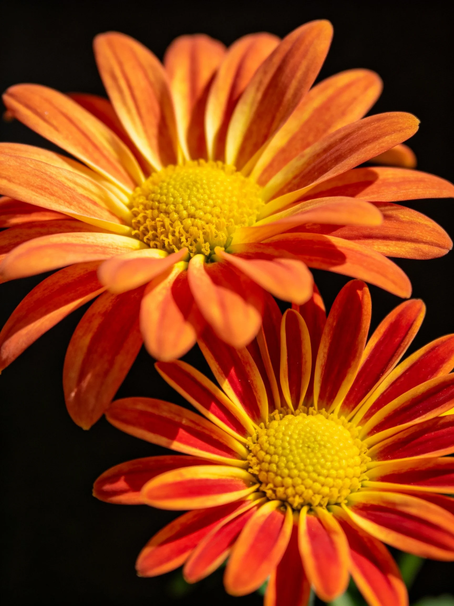 Two vibrant orange-red daisies with bright yellow centers