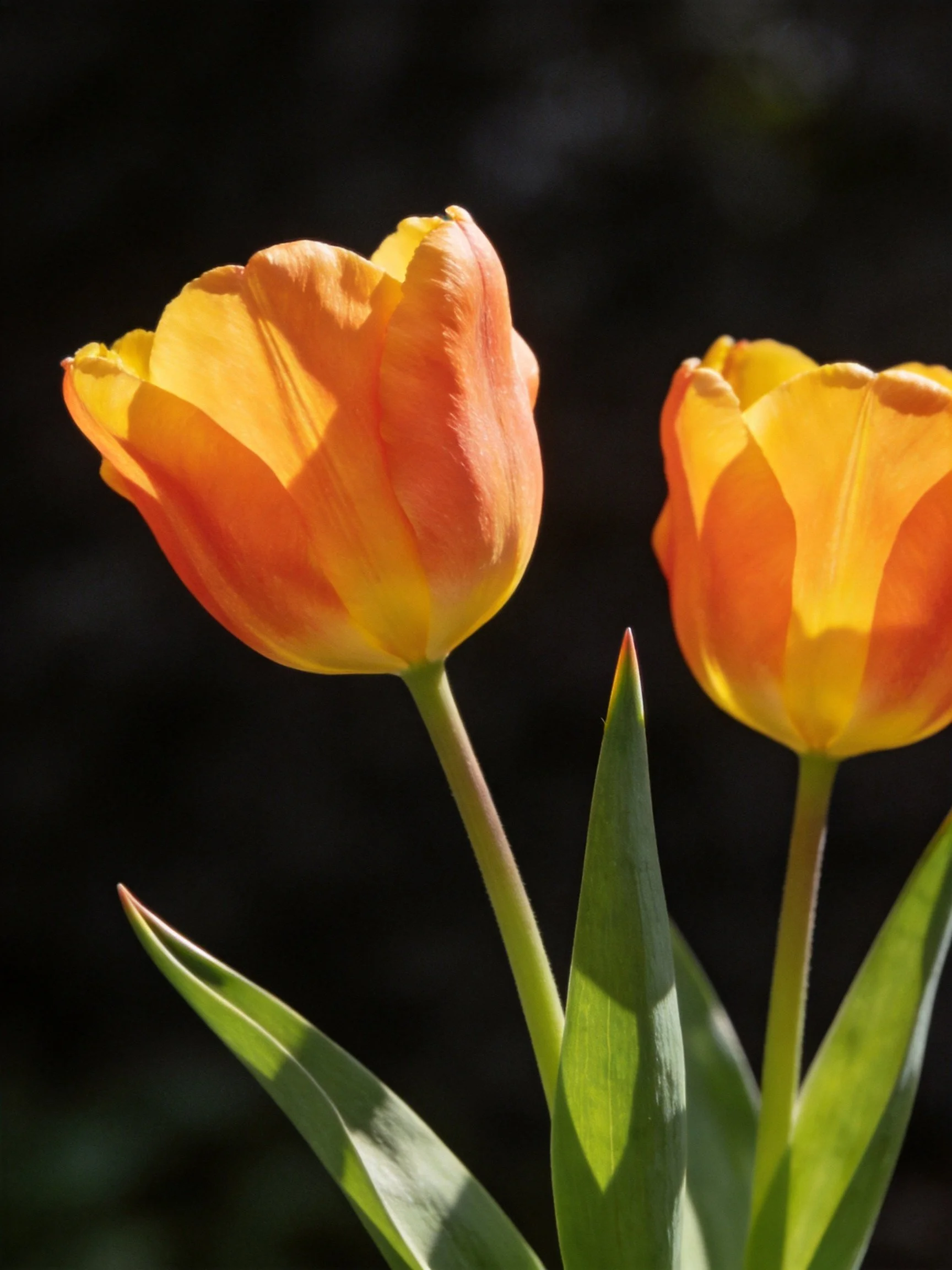 Two vibrant orange tulip blooms with green foliage