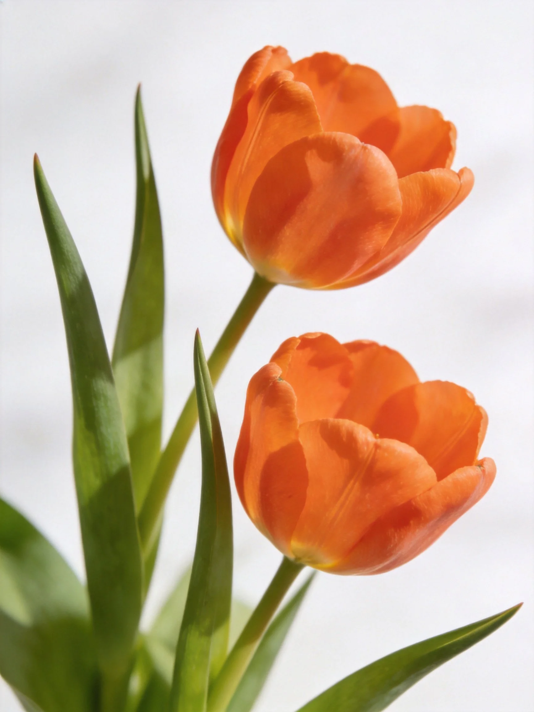 Two vibrant orange tulips with slender green leaves