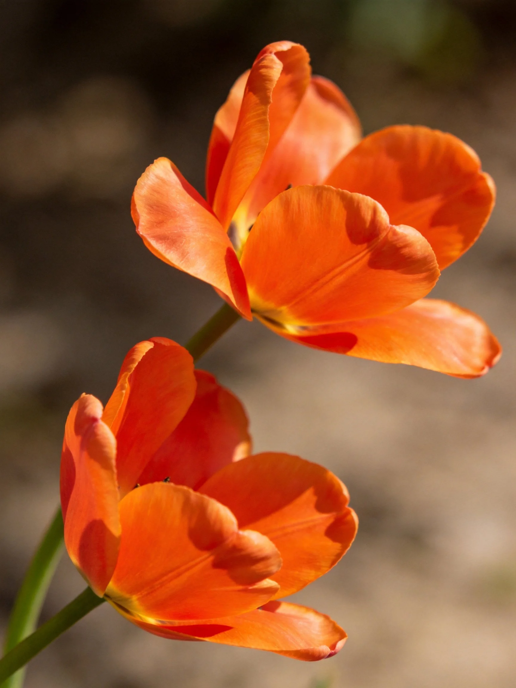 Two vibrant orange tulips with soft petals