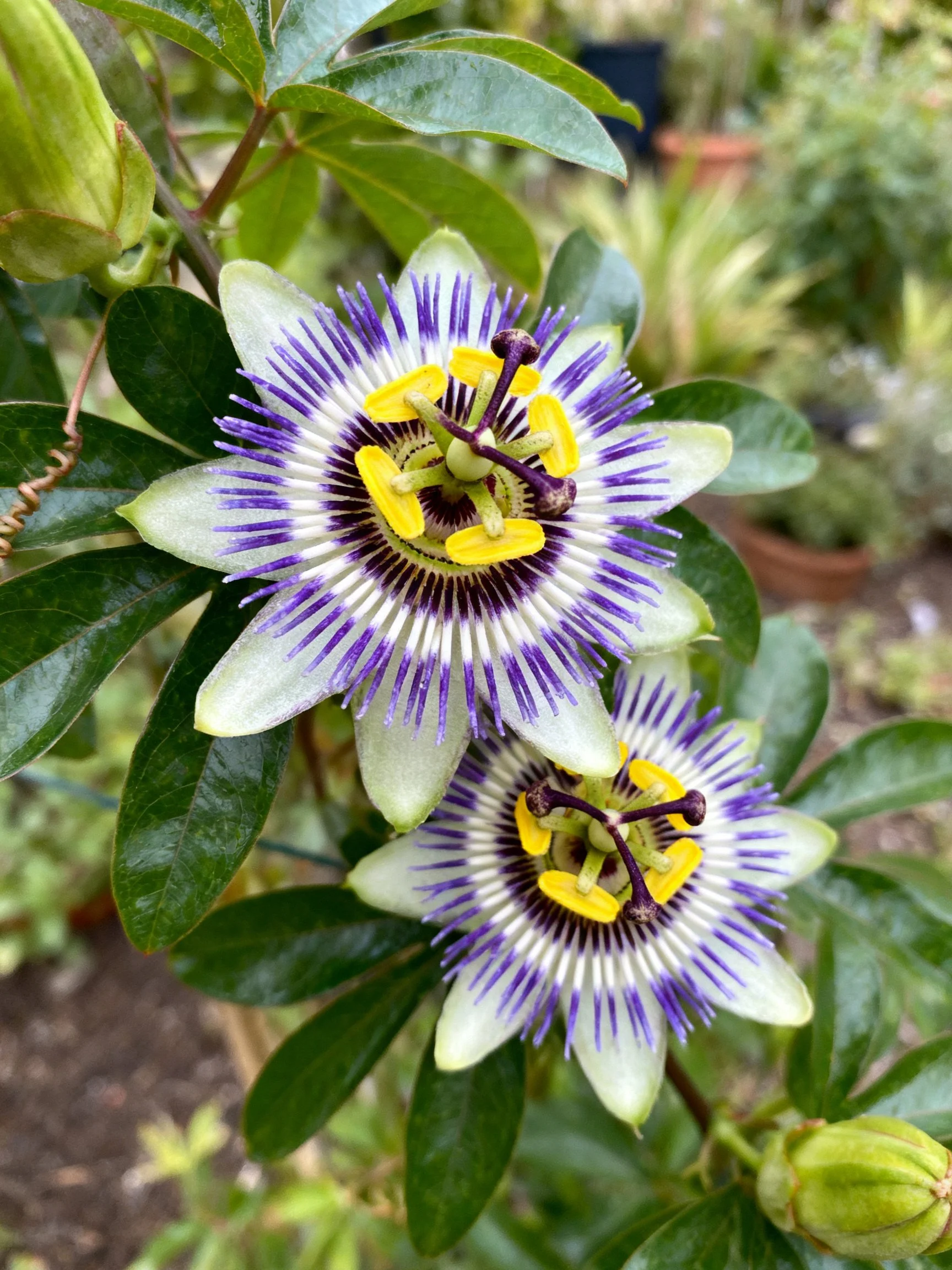 Two vibrant passionflowers with purple and yellow centers amid green foliage