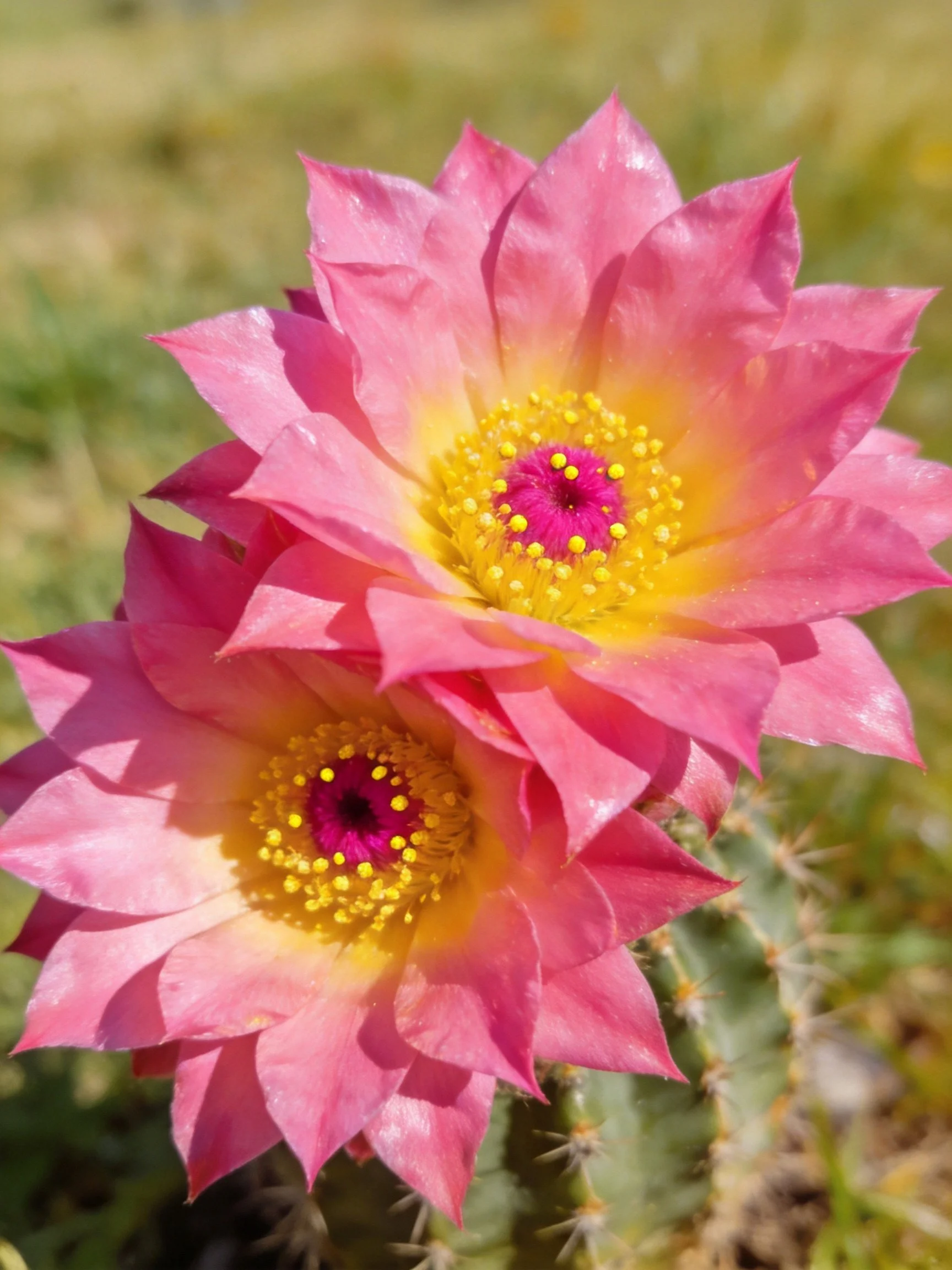 Two vibrant pink cactus flowers blooming on a green cactus