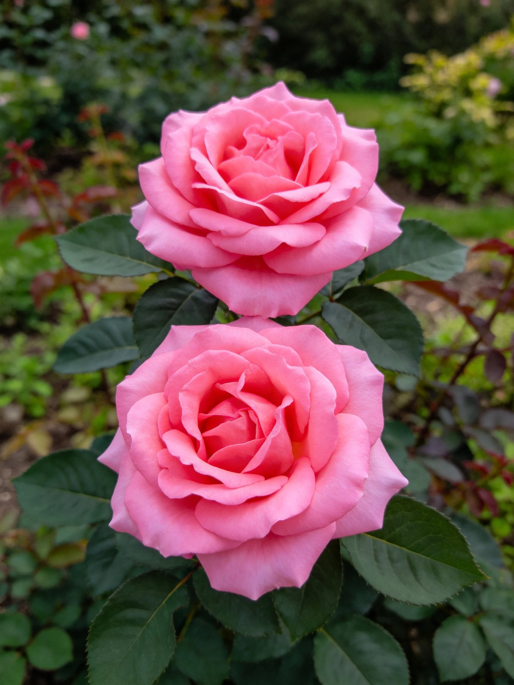 Two vibrant pink roses bloom among lush greenery